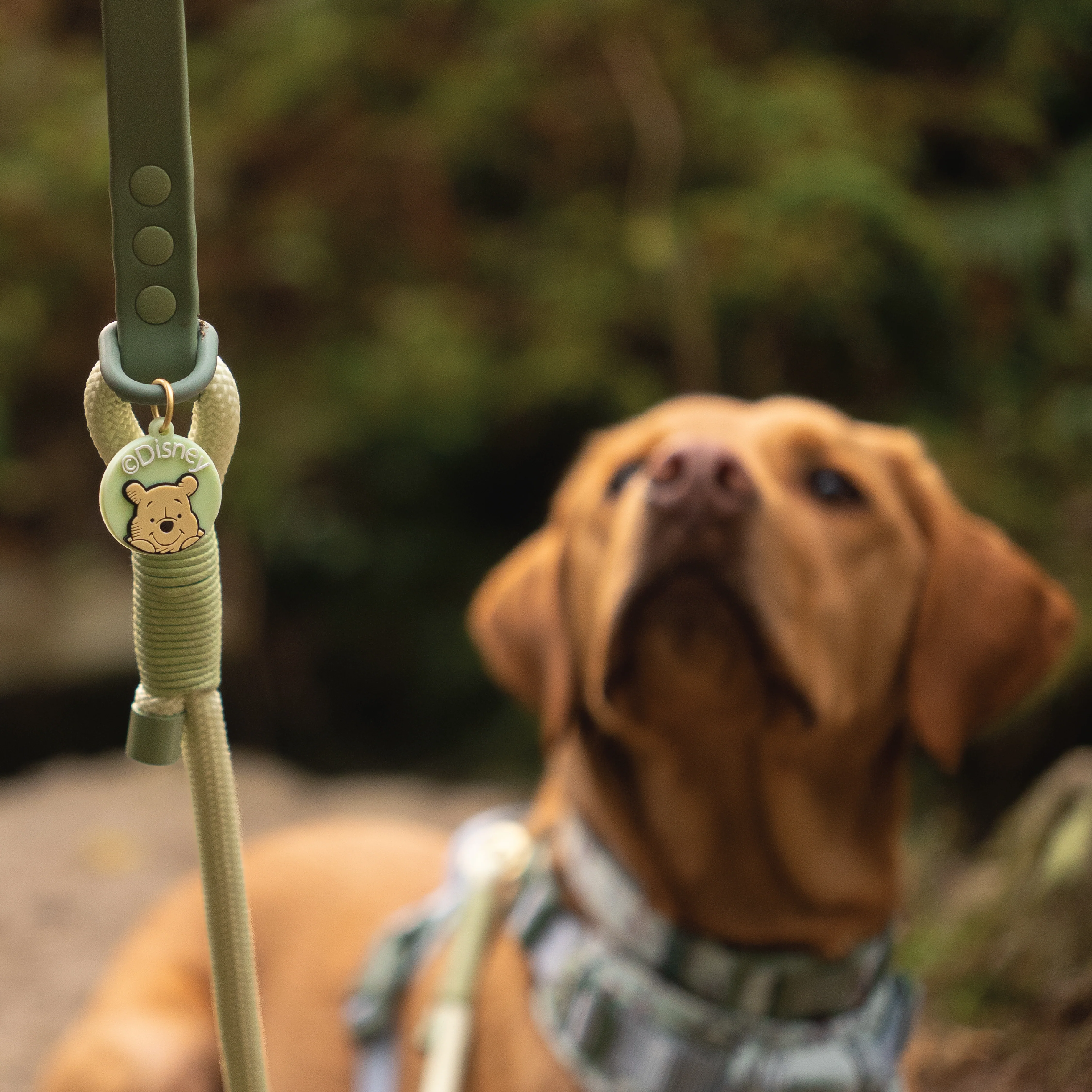 Disney© 4ft Rope Lead - 100 Aker Wood - Light and Dark Green - Image 16