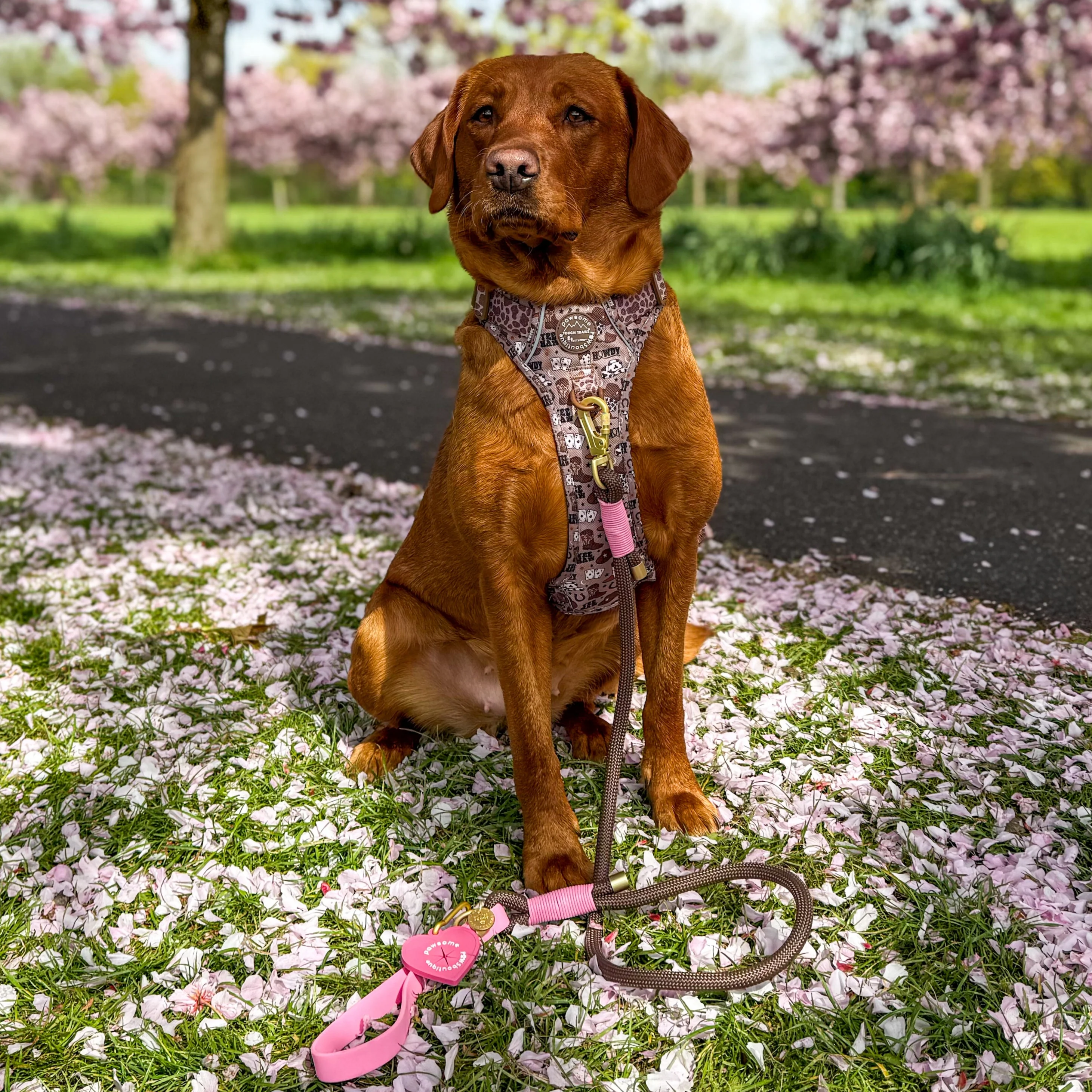4ft Rope Lead - Brown + Pink - Image 14