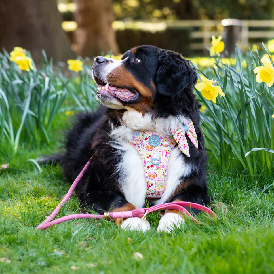 4ft Rope Lead - Pretty Pink - Image 6