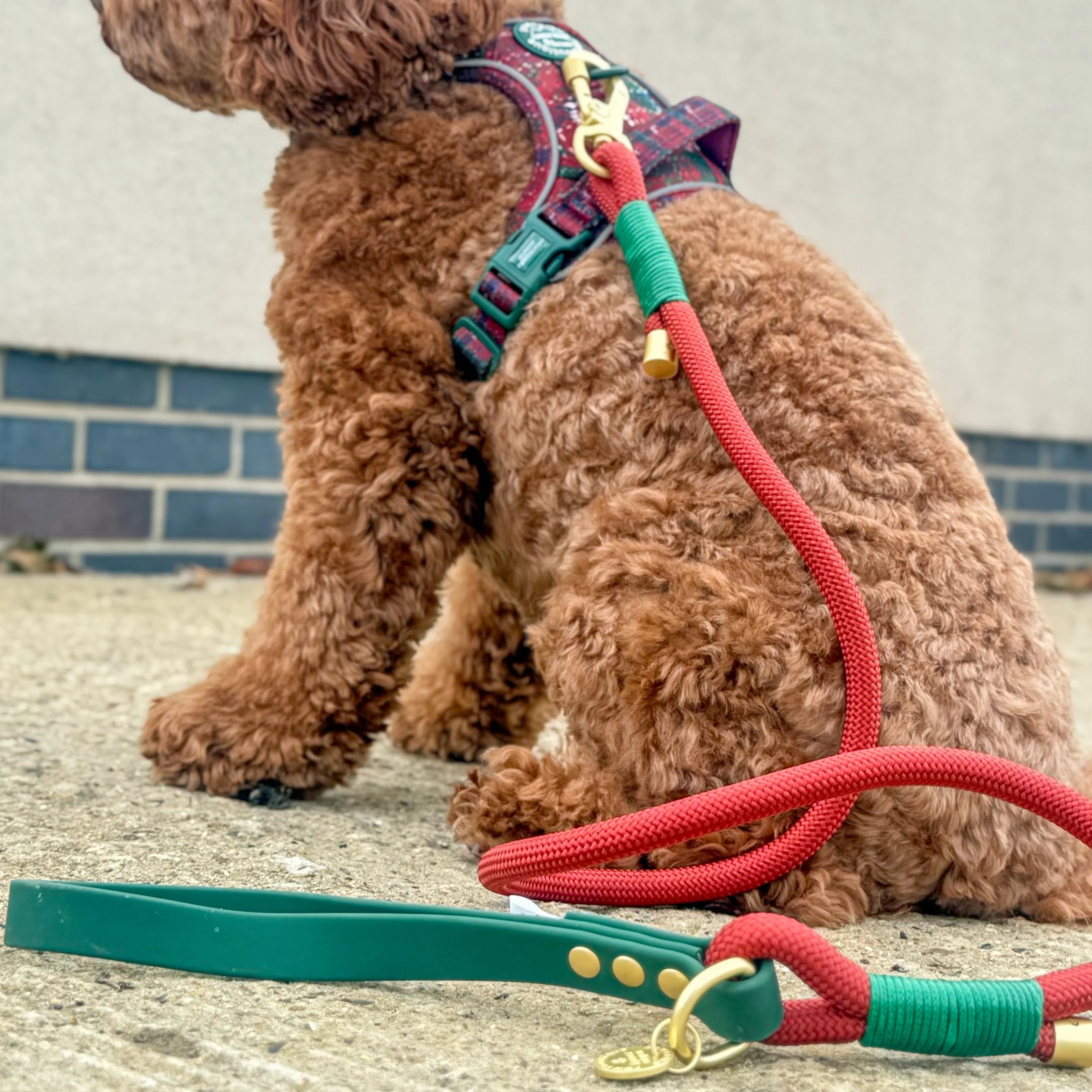 4ft Rope Lead - Red + Green - Image 5