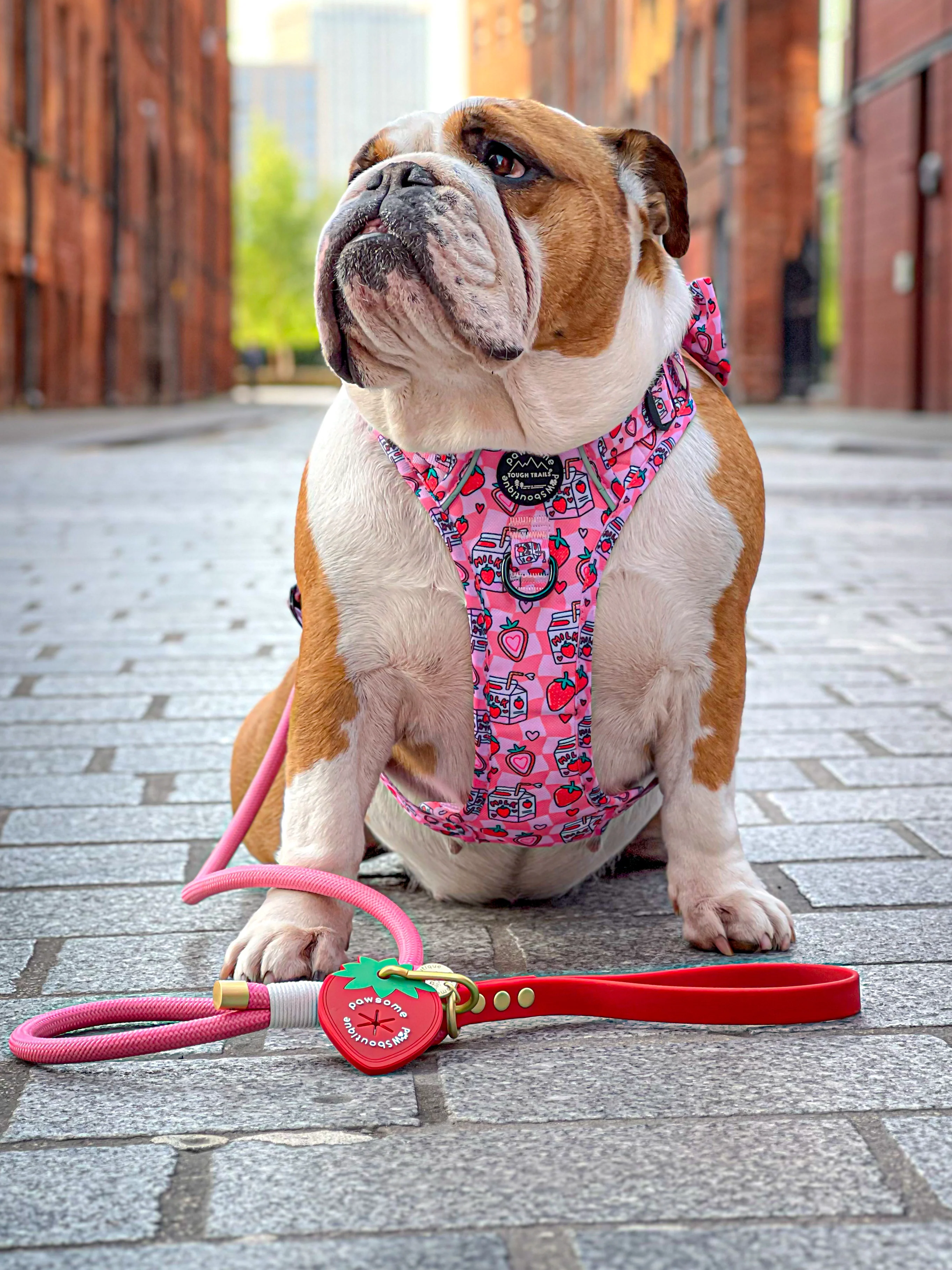 4ft Rope Lead - Red + Pink - Image 10