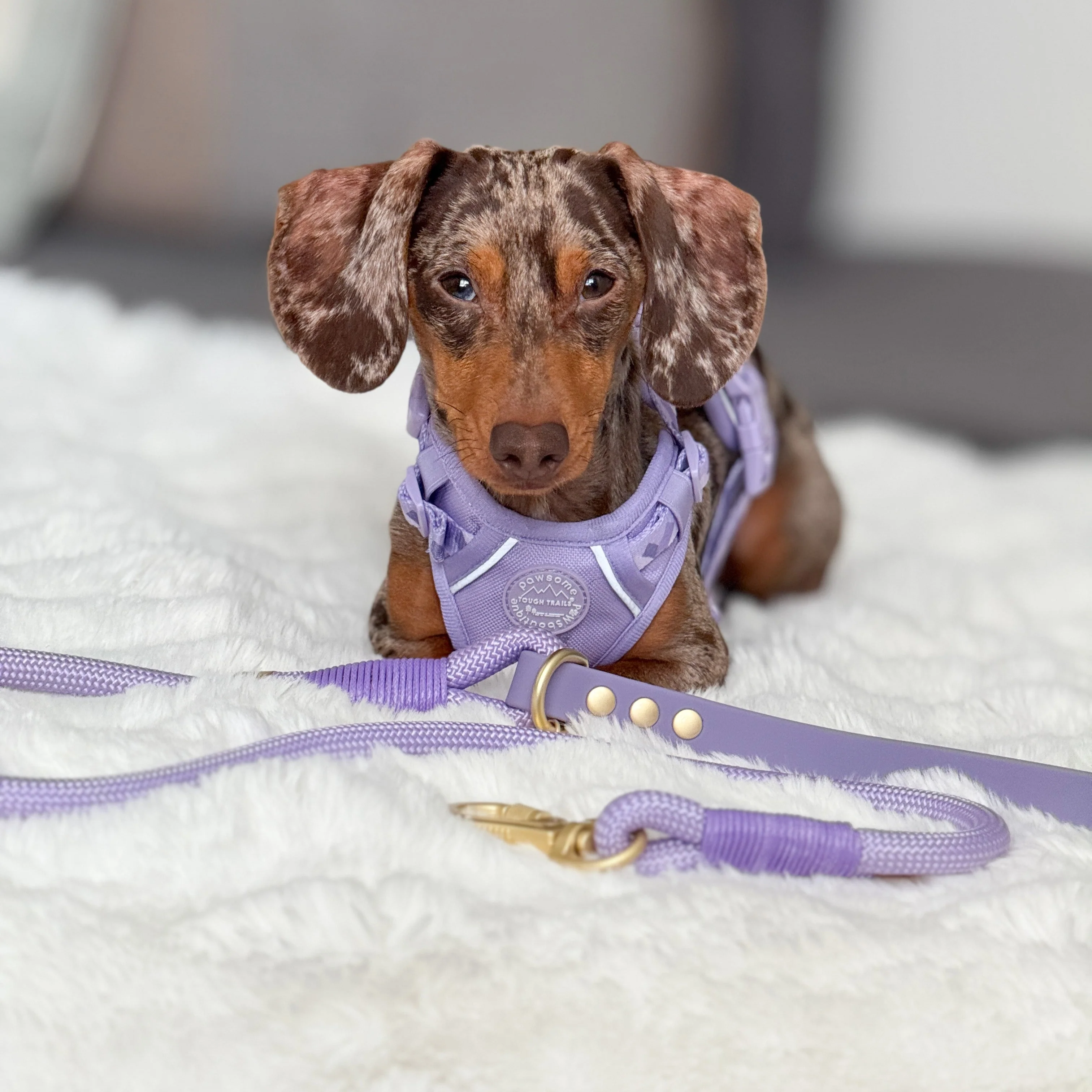 4ft Rope Lead - Walkies Ready® Lavender Lilac - Image 11