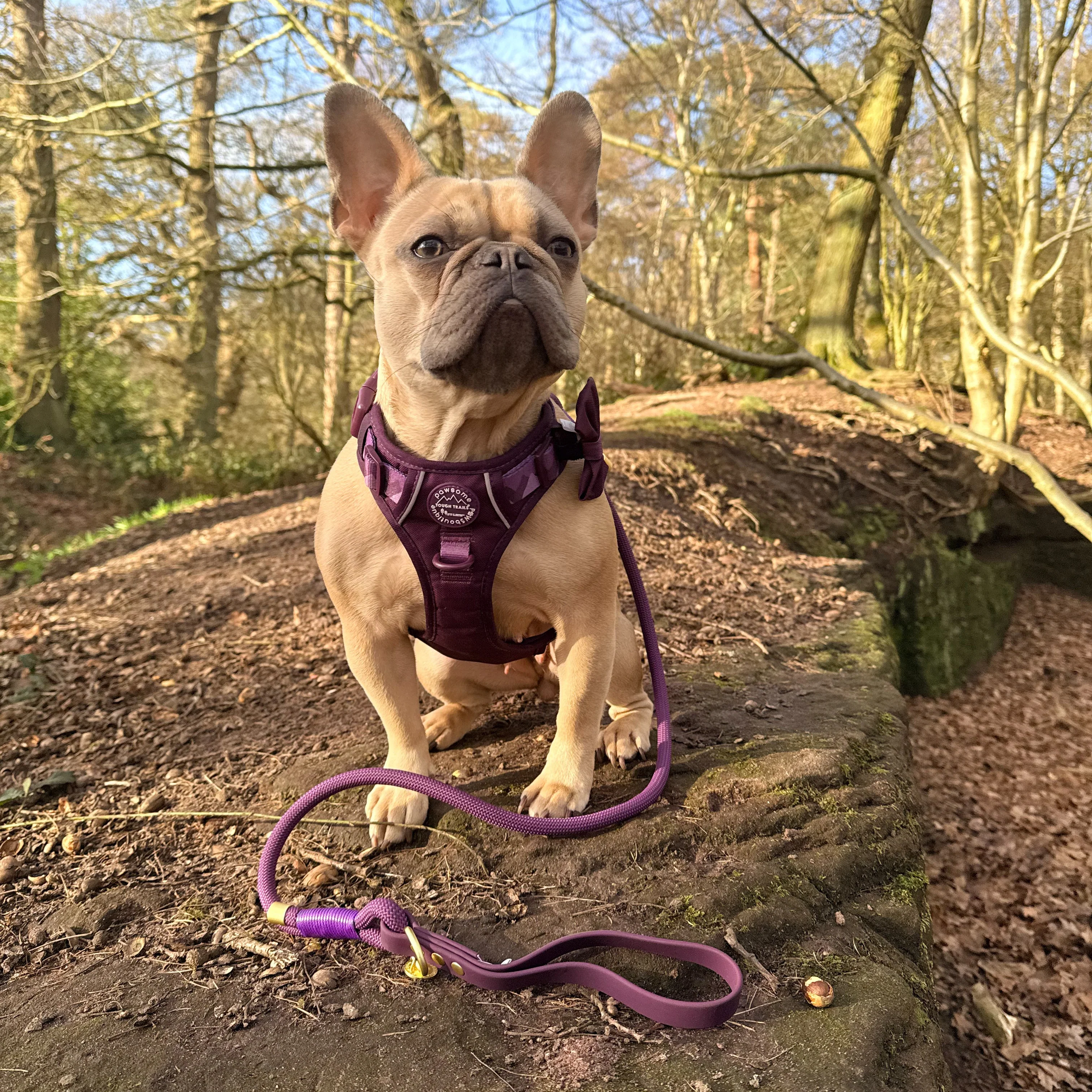 4ft Rope Lead - Walkies Ready® Plum - Image 7