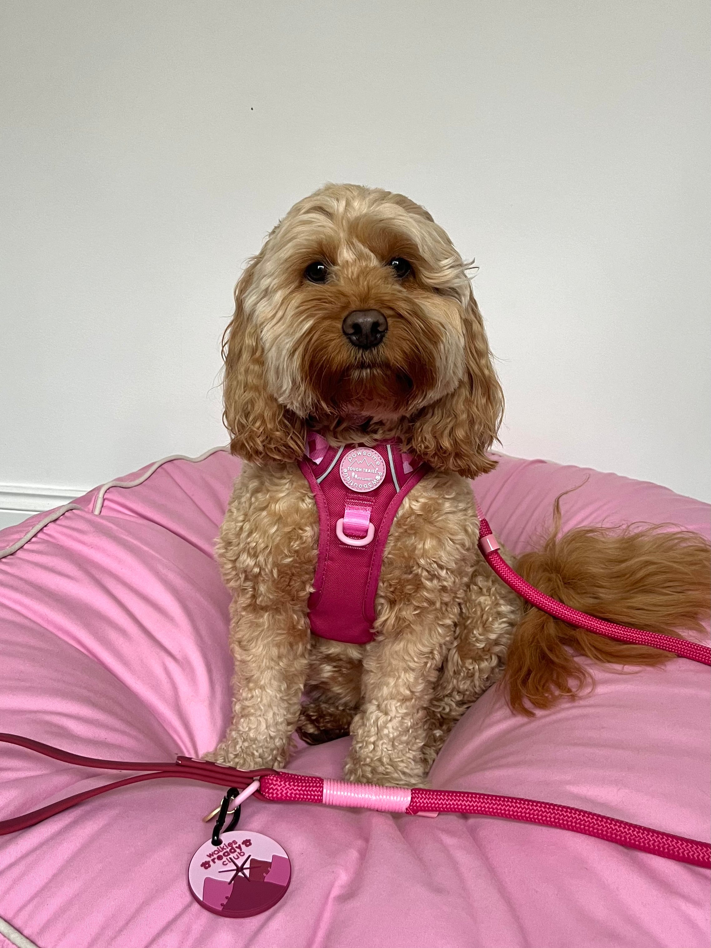 4ft Rope Lead - Walkies Ready® Raspberry Pink - Image 17