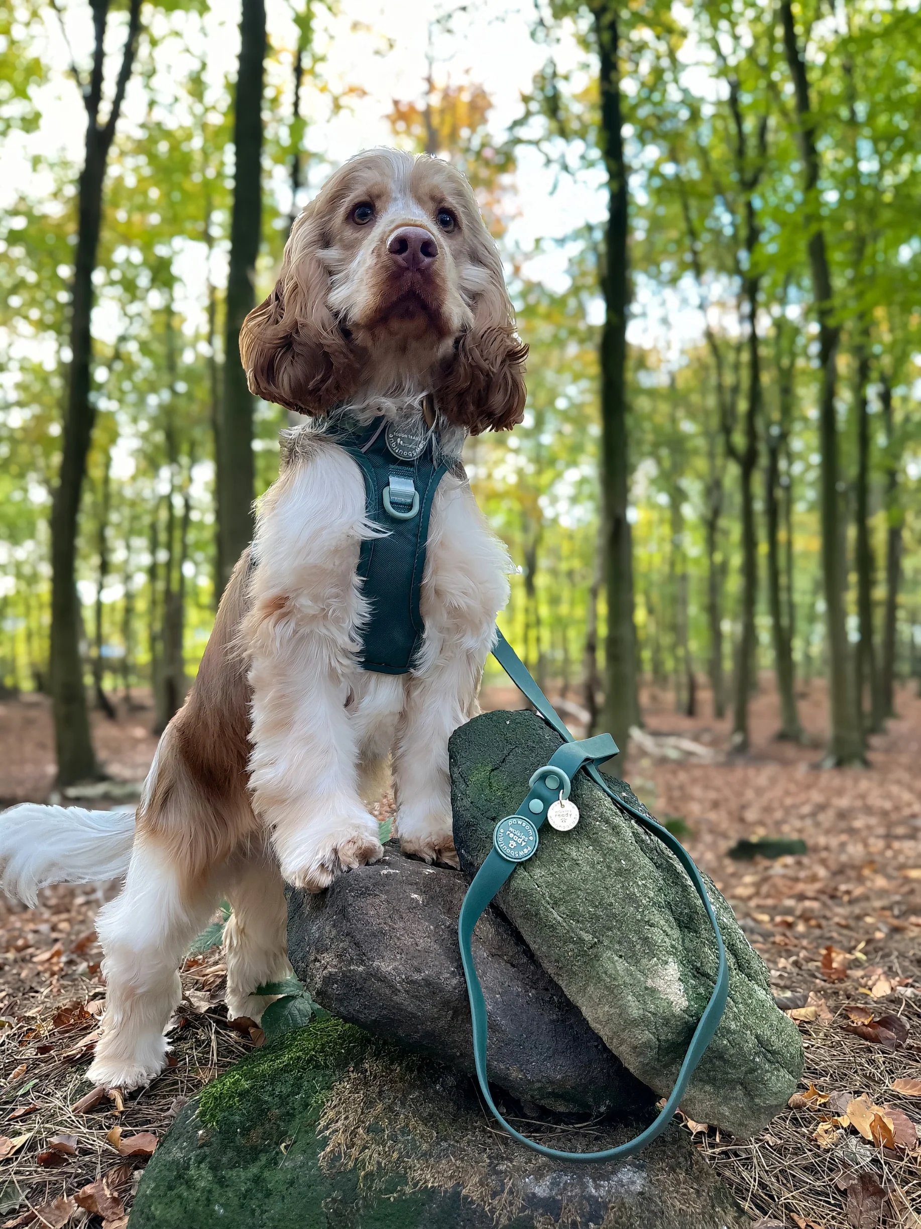 4ft Waterproof Lead - Walkies Ready® Forest Green - Image 5
