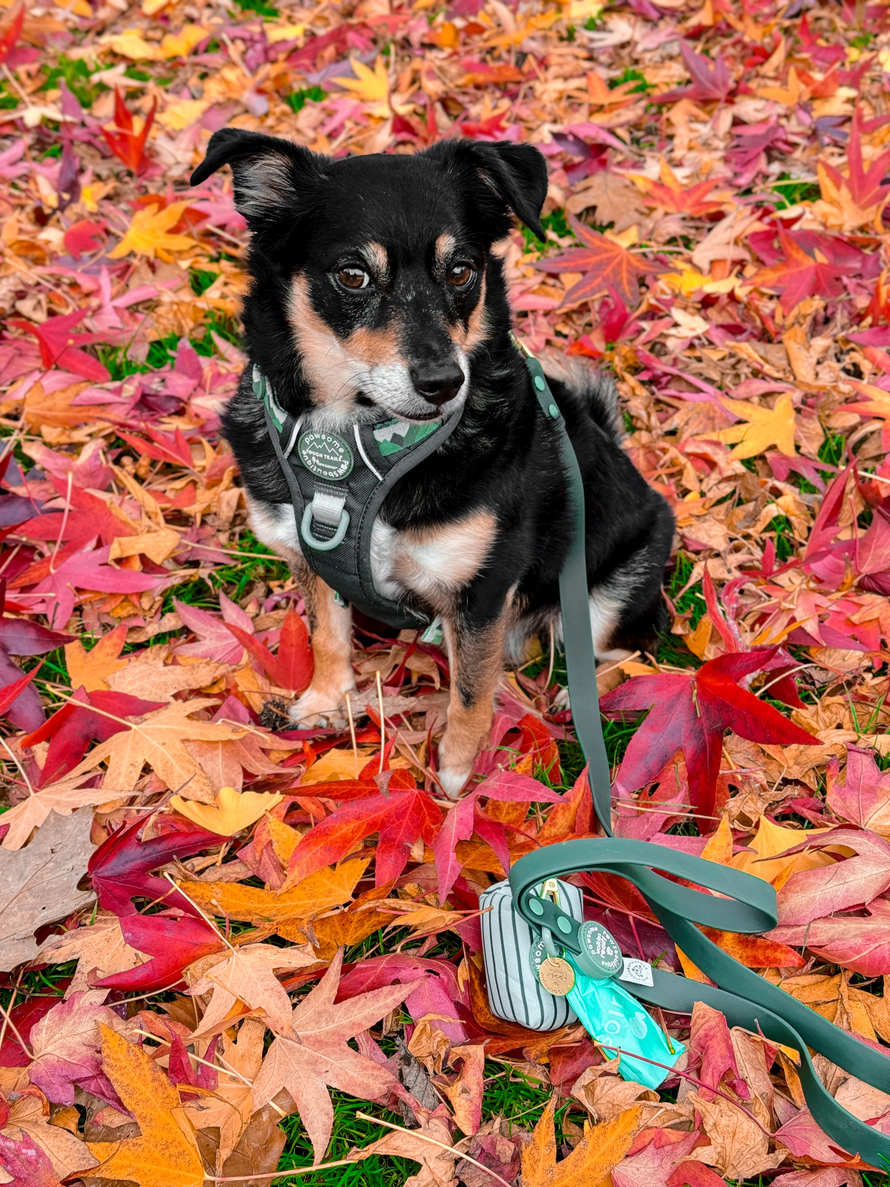 4ft Waterproof Lead - Walkies Ready® Forest Green - Image 8