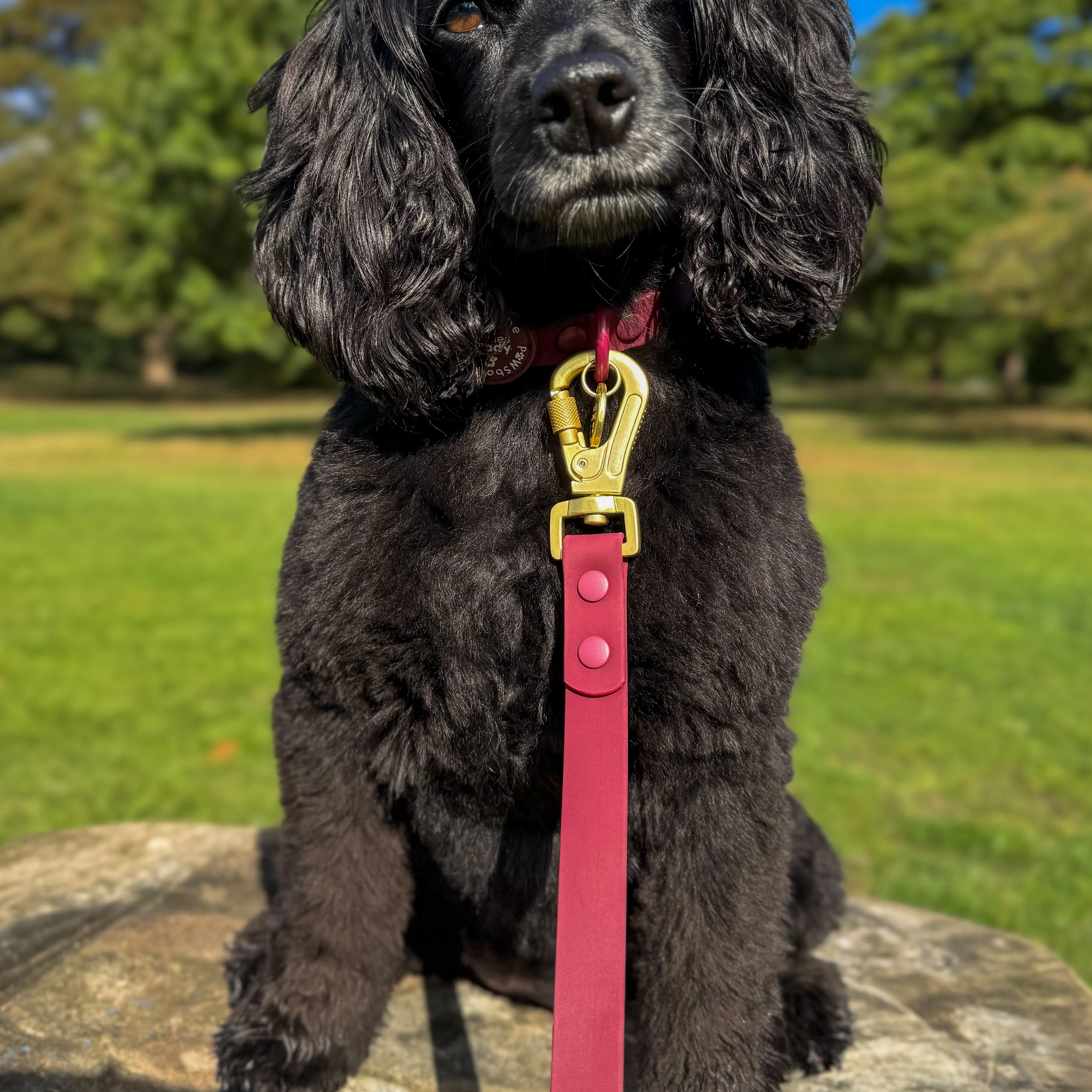 4ft Waterproof Lead - Walkies Ready® Mulberry - Image 4