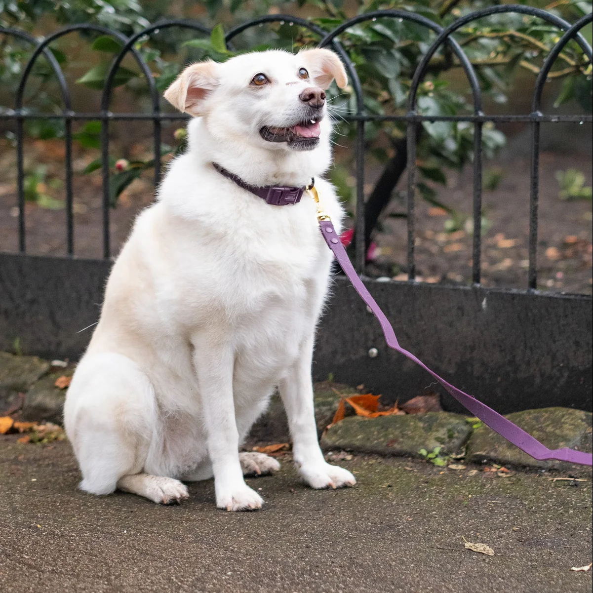 4ft Waterproof Lead - Walkies Ready® Plum - Image 14