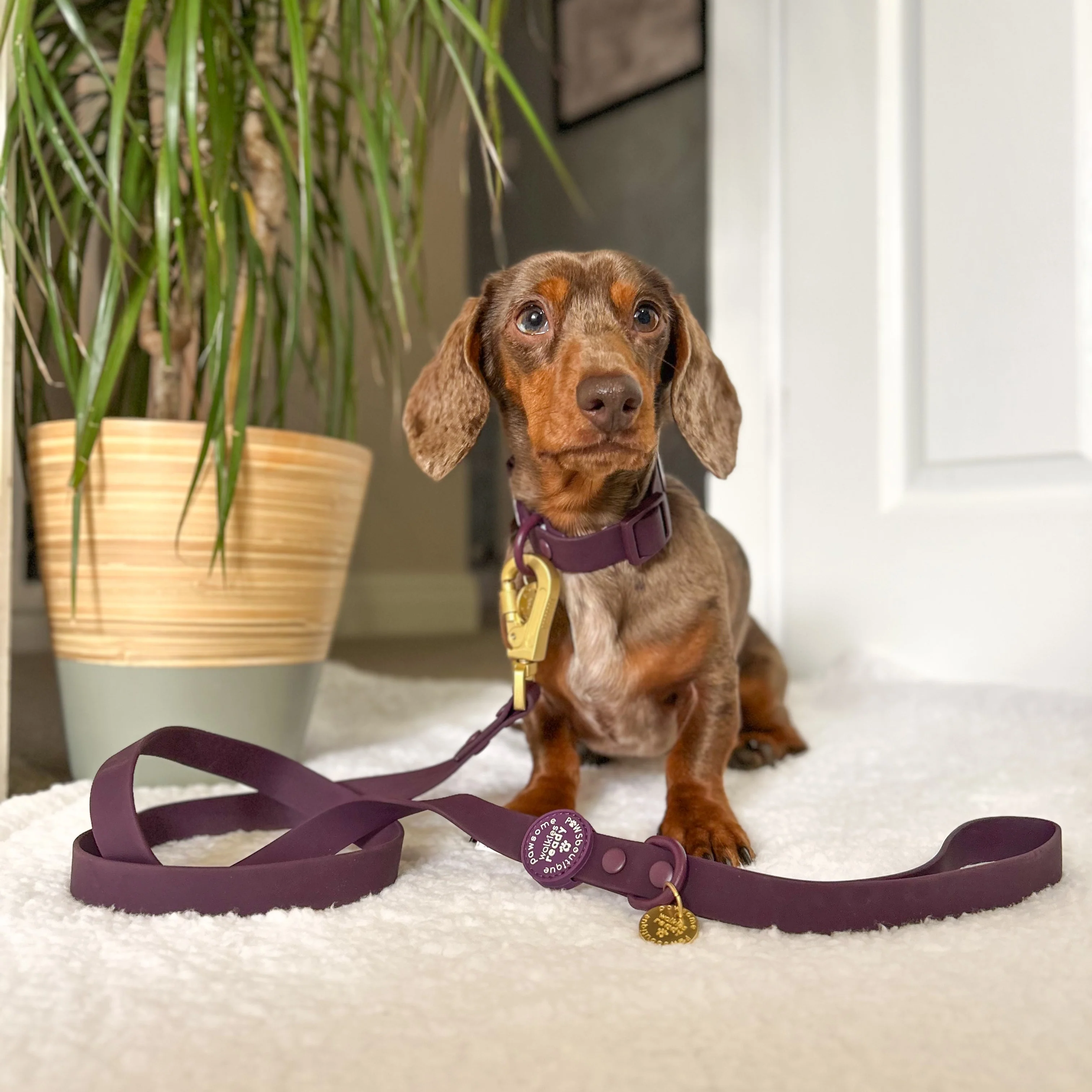 4ft Waterproof Lead - Walkies Ready® Plum - Image 4