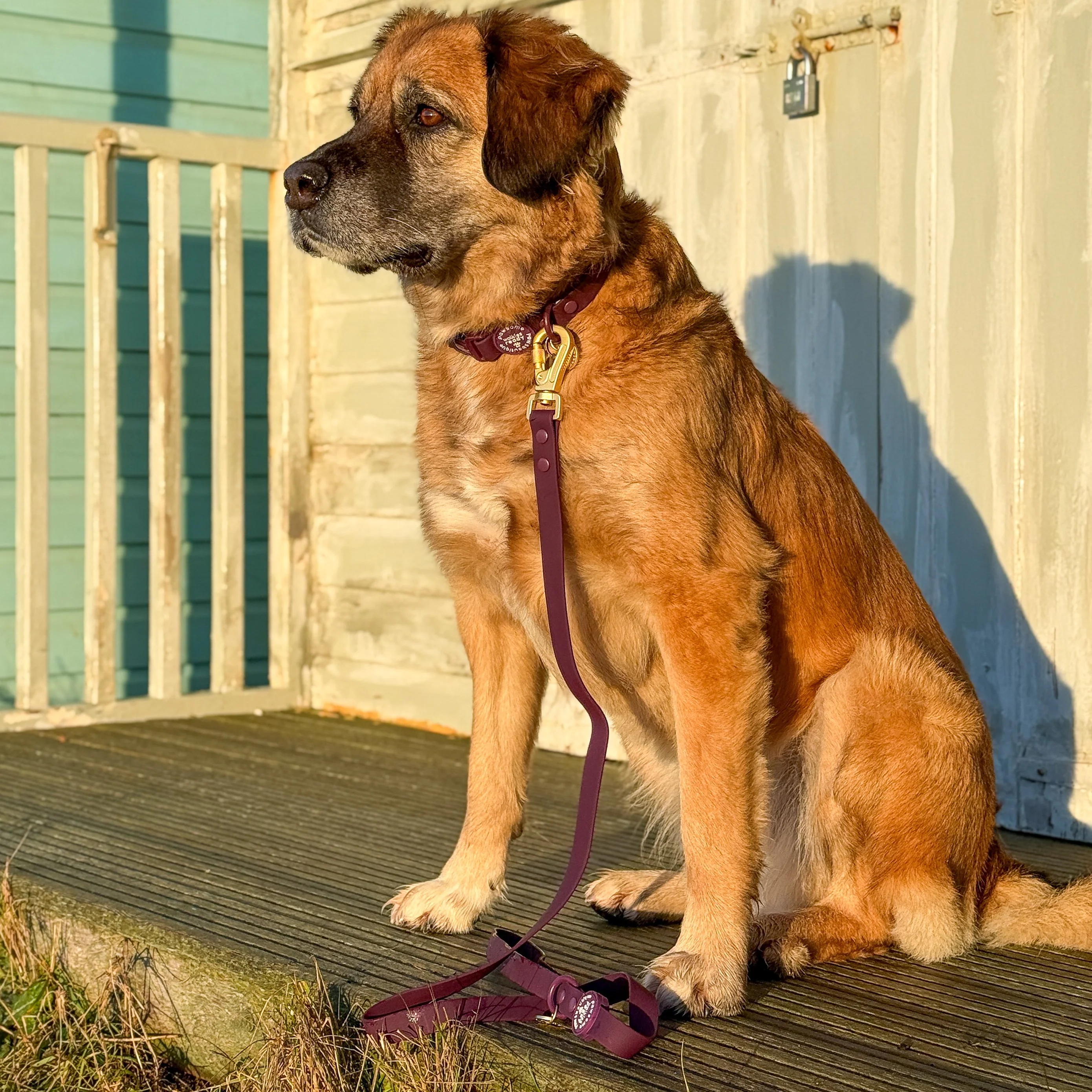 4ft Waterproof Lead - Walkies Ready® Plum - Image 8