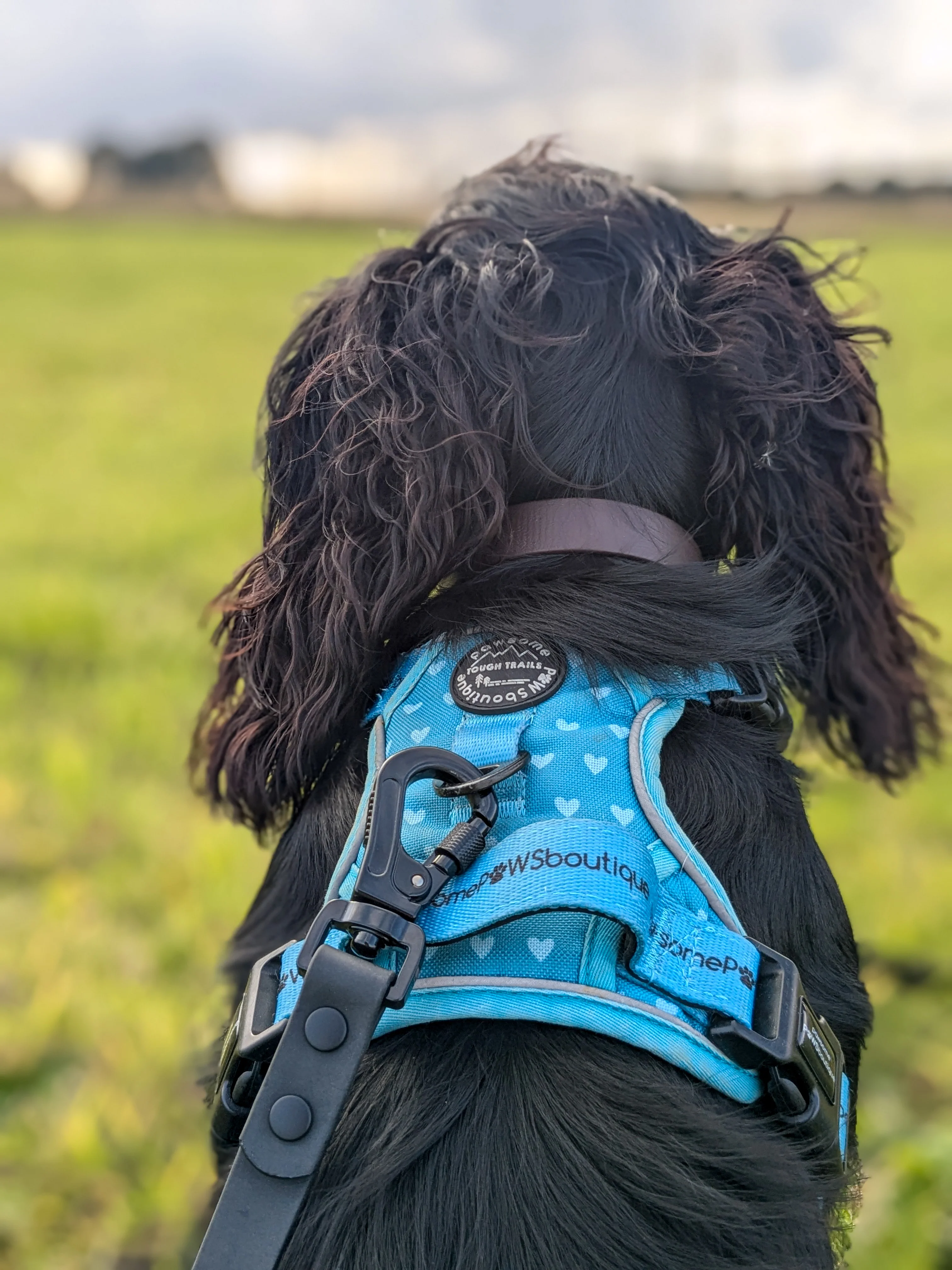 5m Waterproof Long Line Lead - Walkies Ready® Black - Image 11