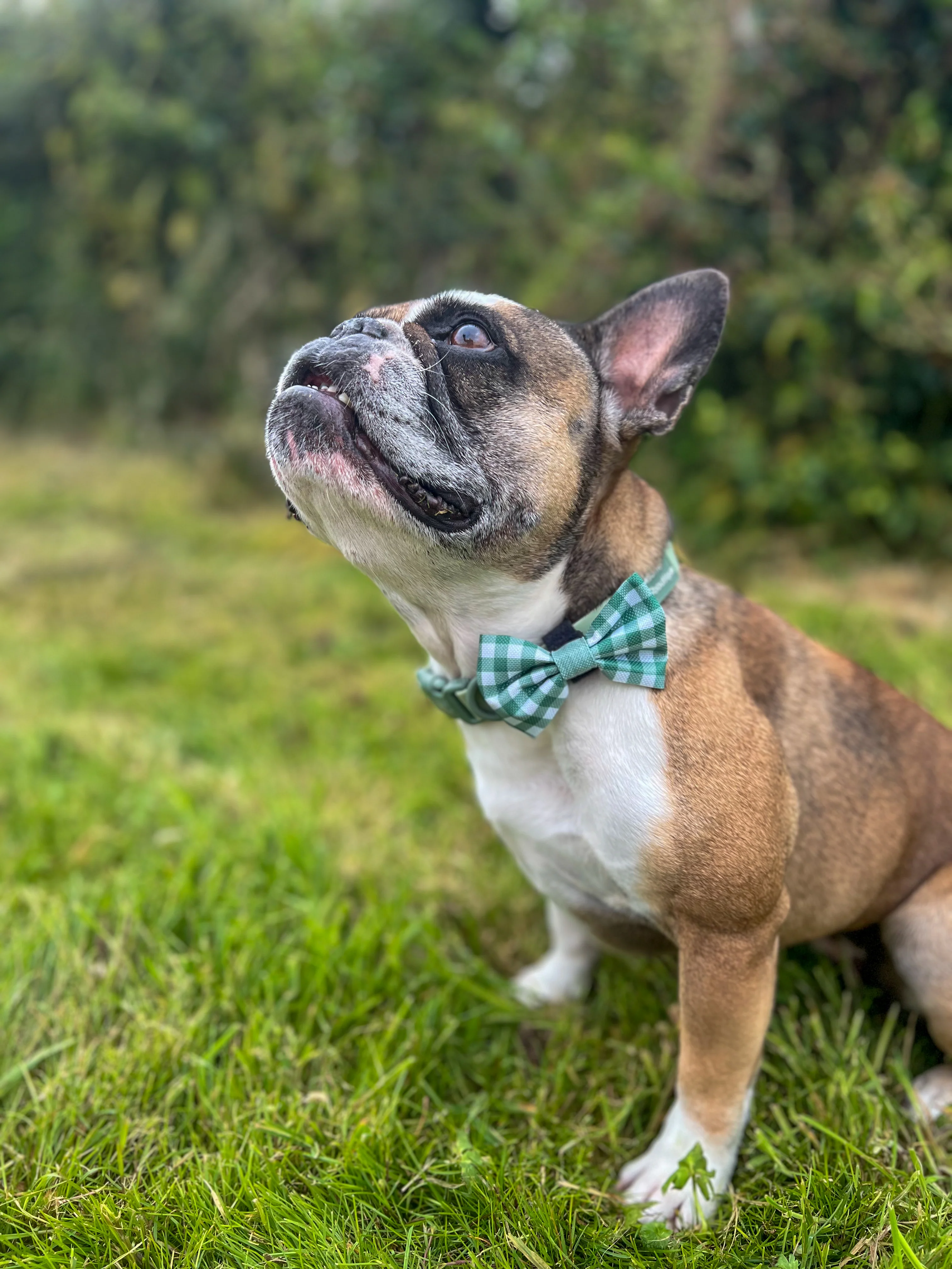 Disney© Bow Tie - Bambi + Thumper - Green Gingham - Image 6