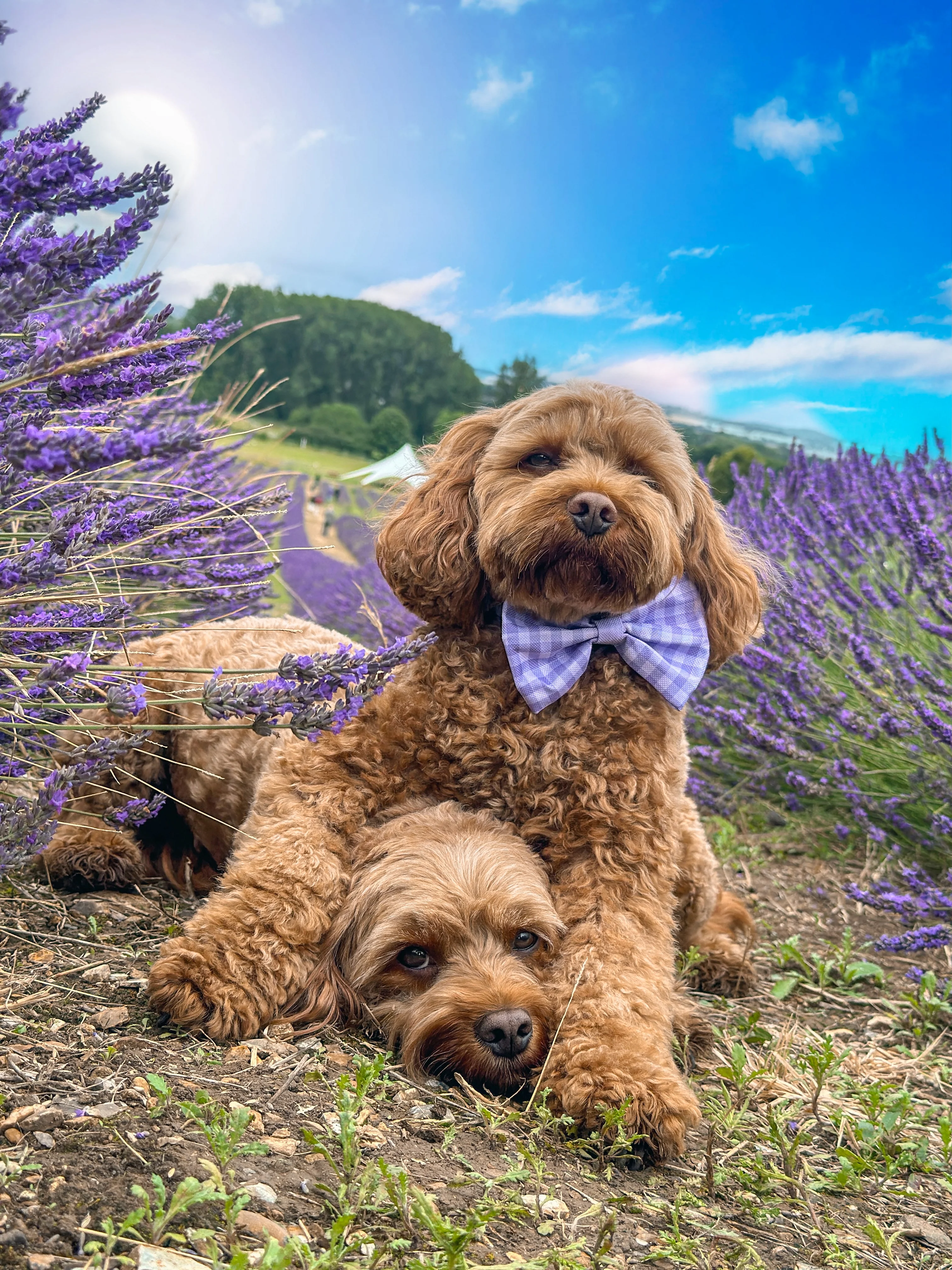 Disney© Bow Tie - Bambi + Friends Lilac Gingham - Image 8