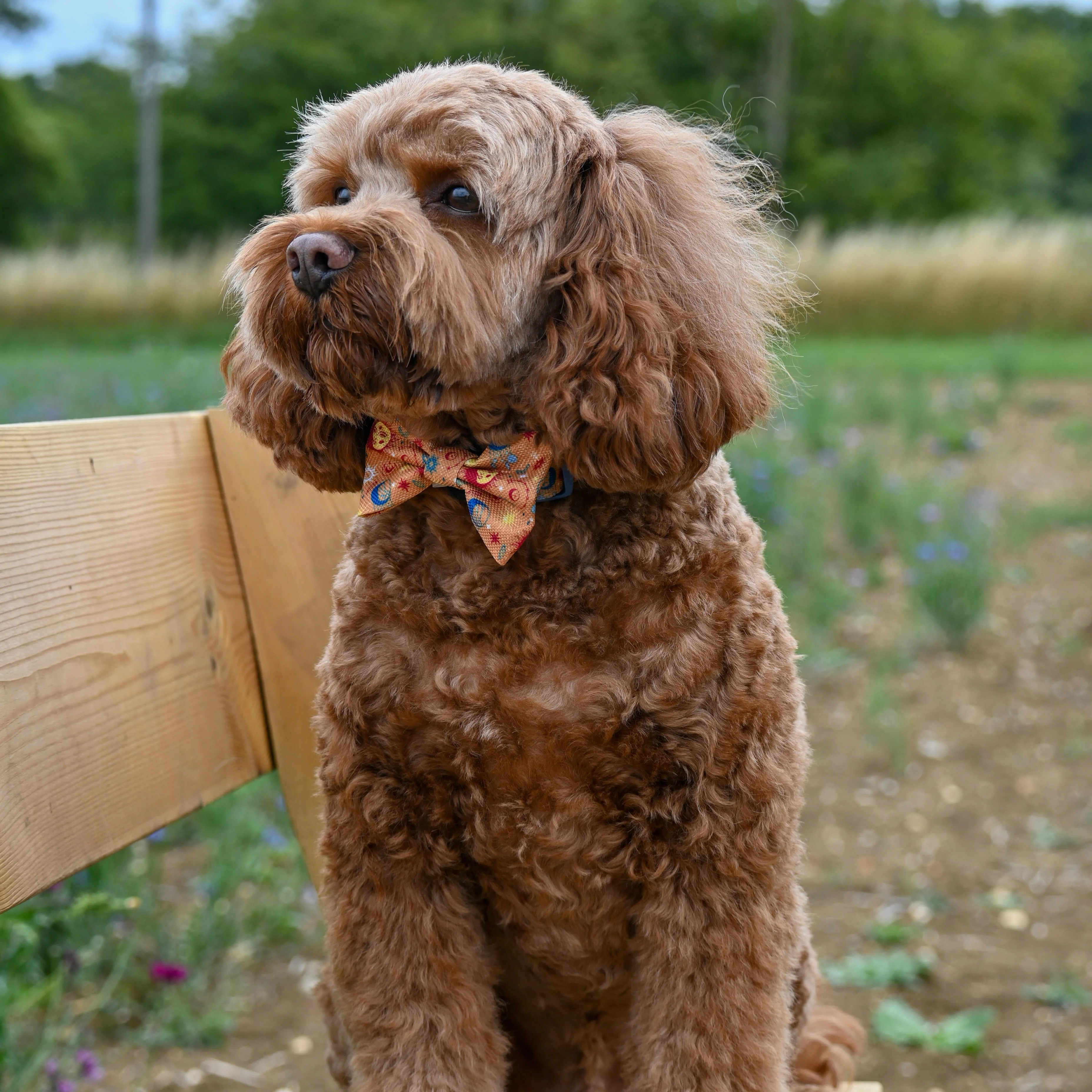 Bow Tie - Celestial Spirit - Image 6