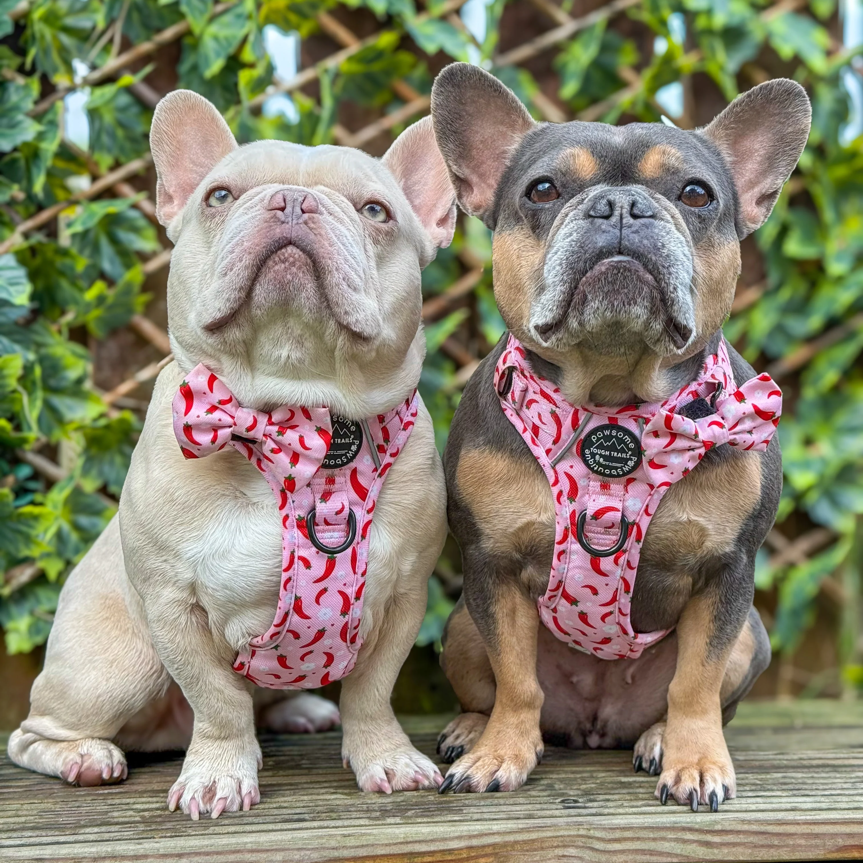Bow Tie - Chilli Dog - Image 6