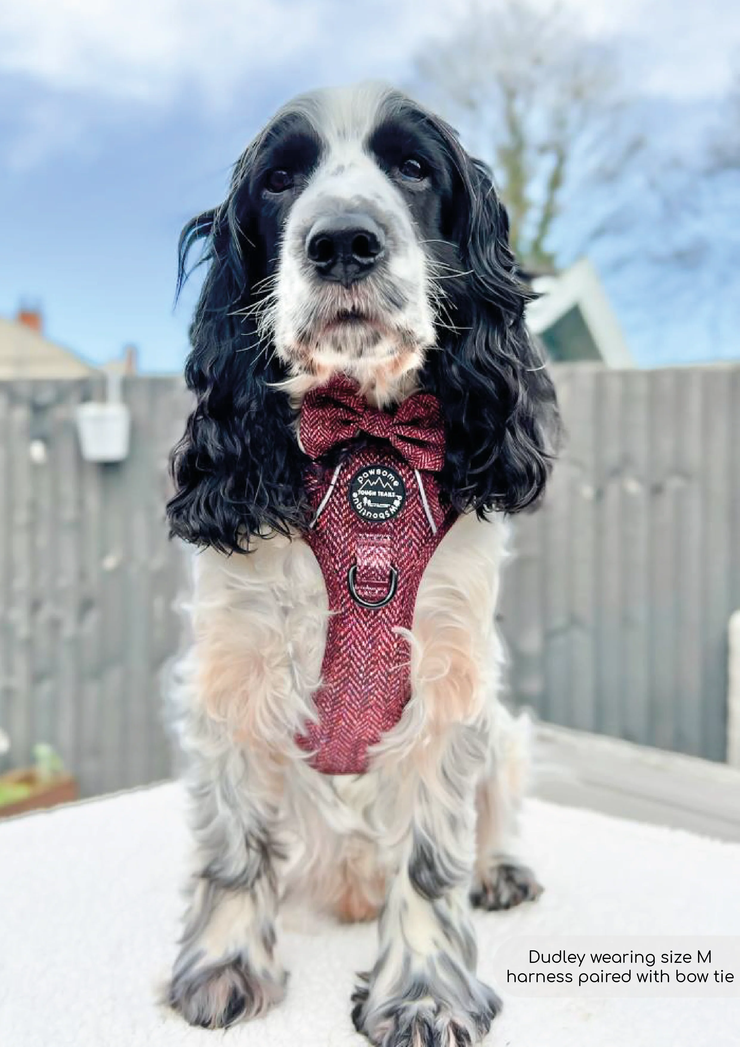 Bow Tie - Country Burgundy - Image 4