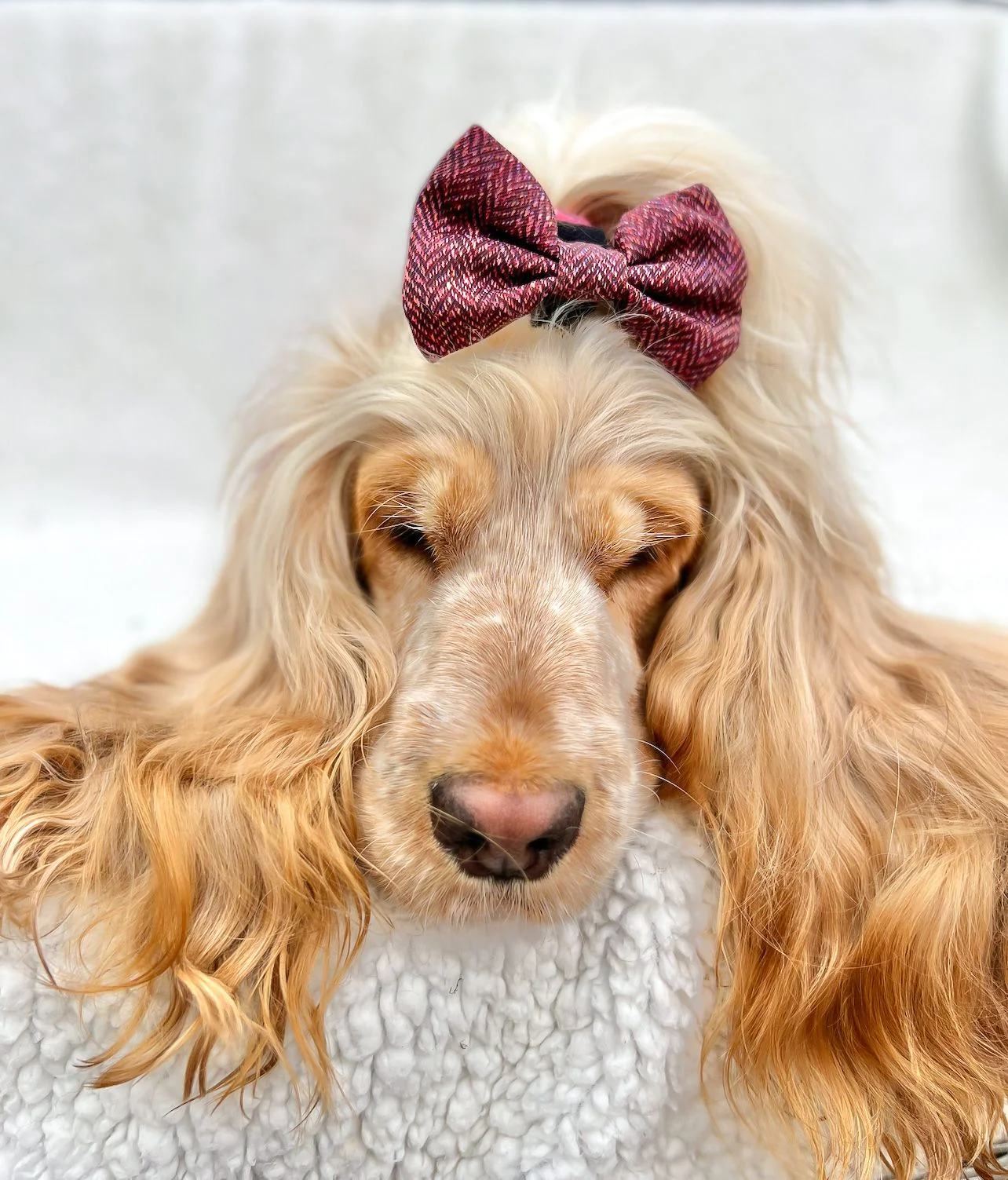 Bow Tie - Country Burgundy - Image 5