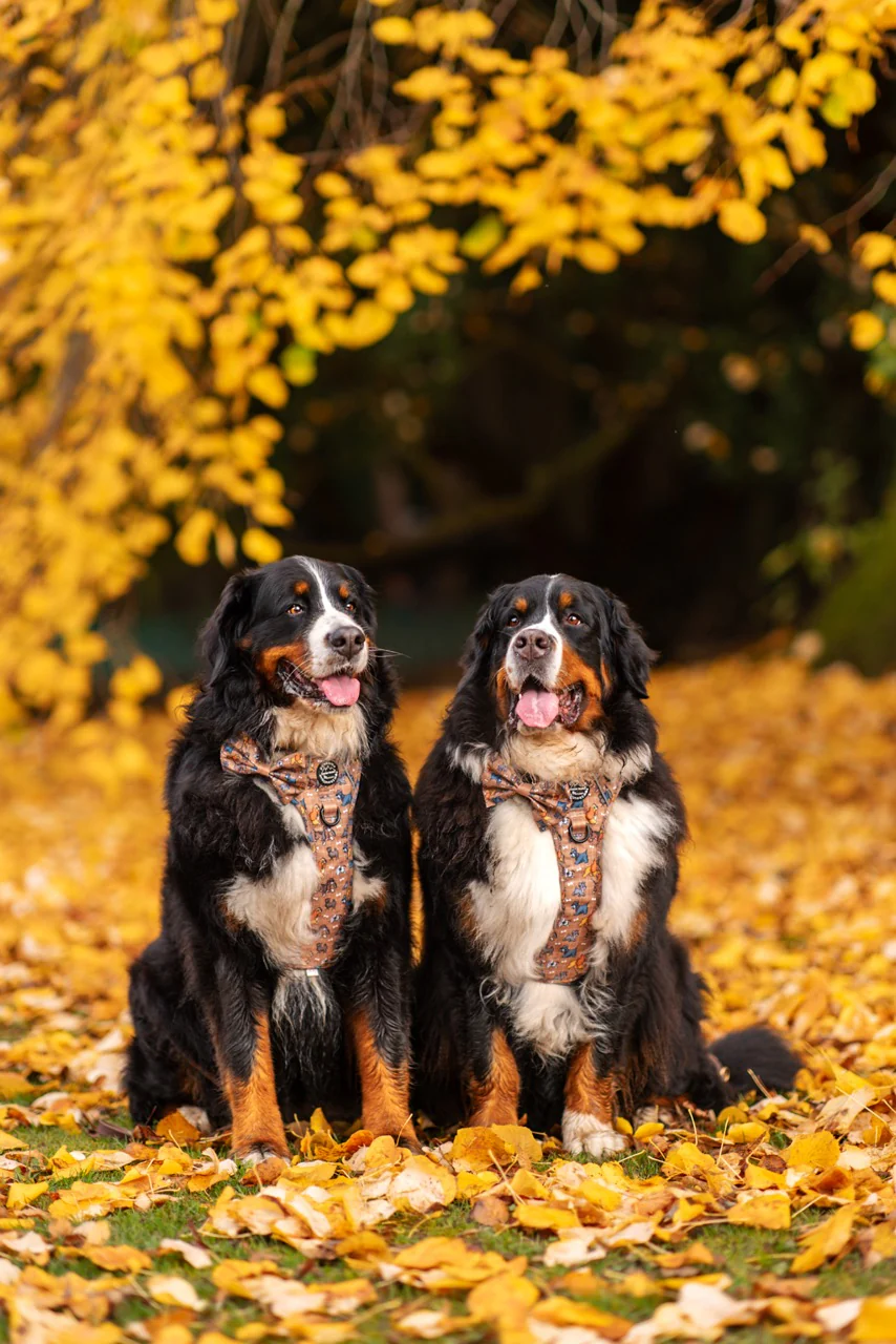 Disney© Bow Tie - Disney Dogs - Image 21