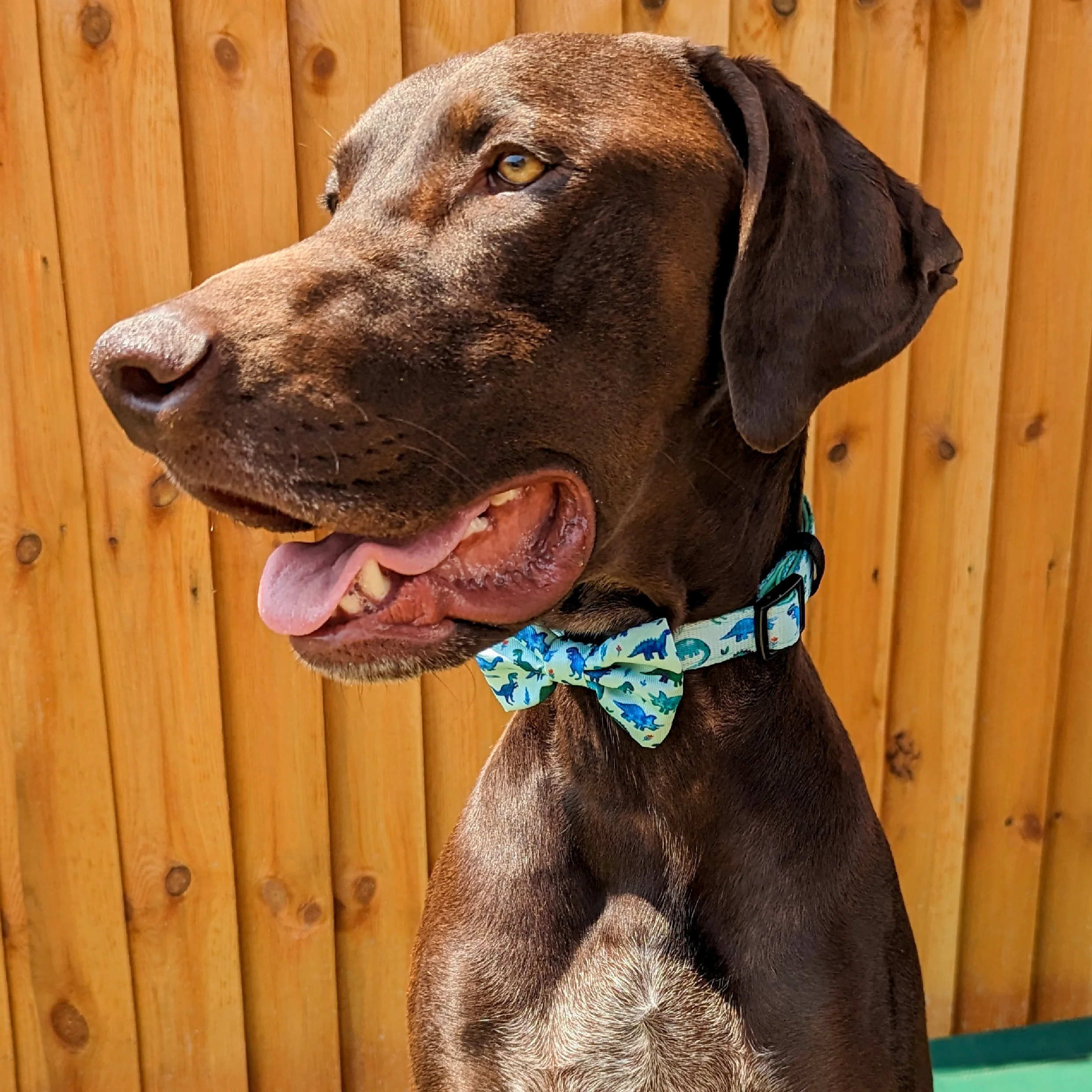 Bow Tie - Dinky Dino - Image 4