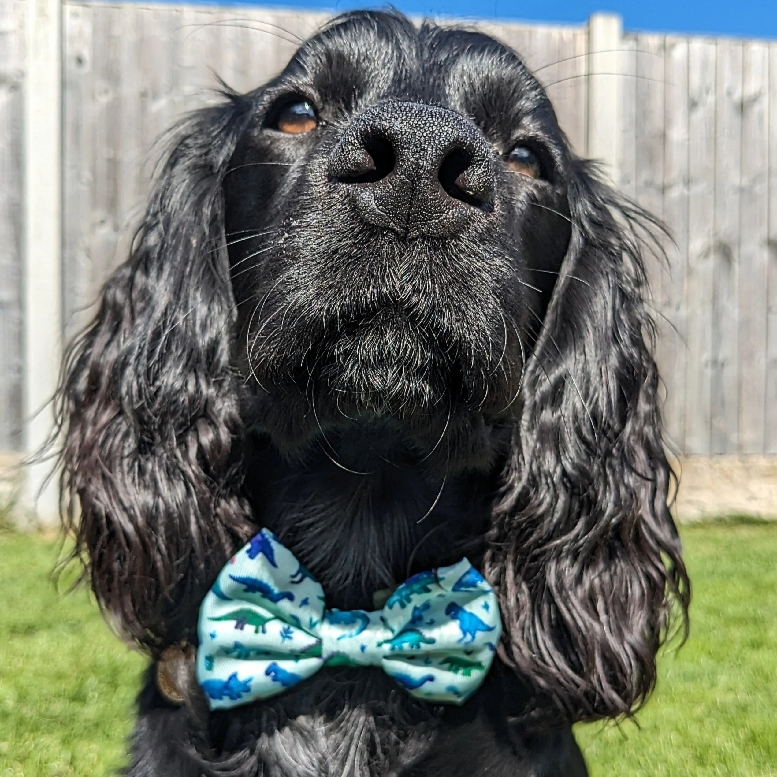 Bow Tie - Dinky Dino - Image 6