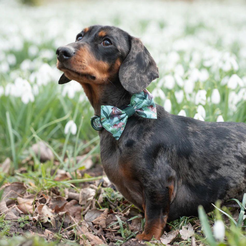 Disney© Bow Tie - Jungle Book - Image 3