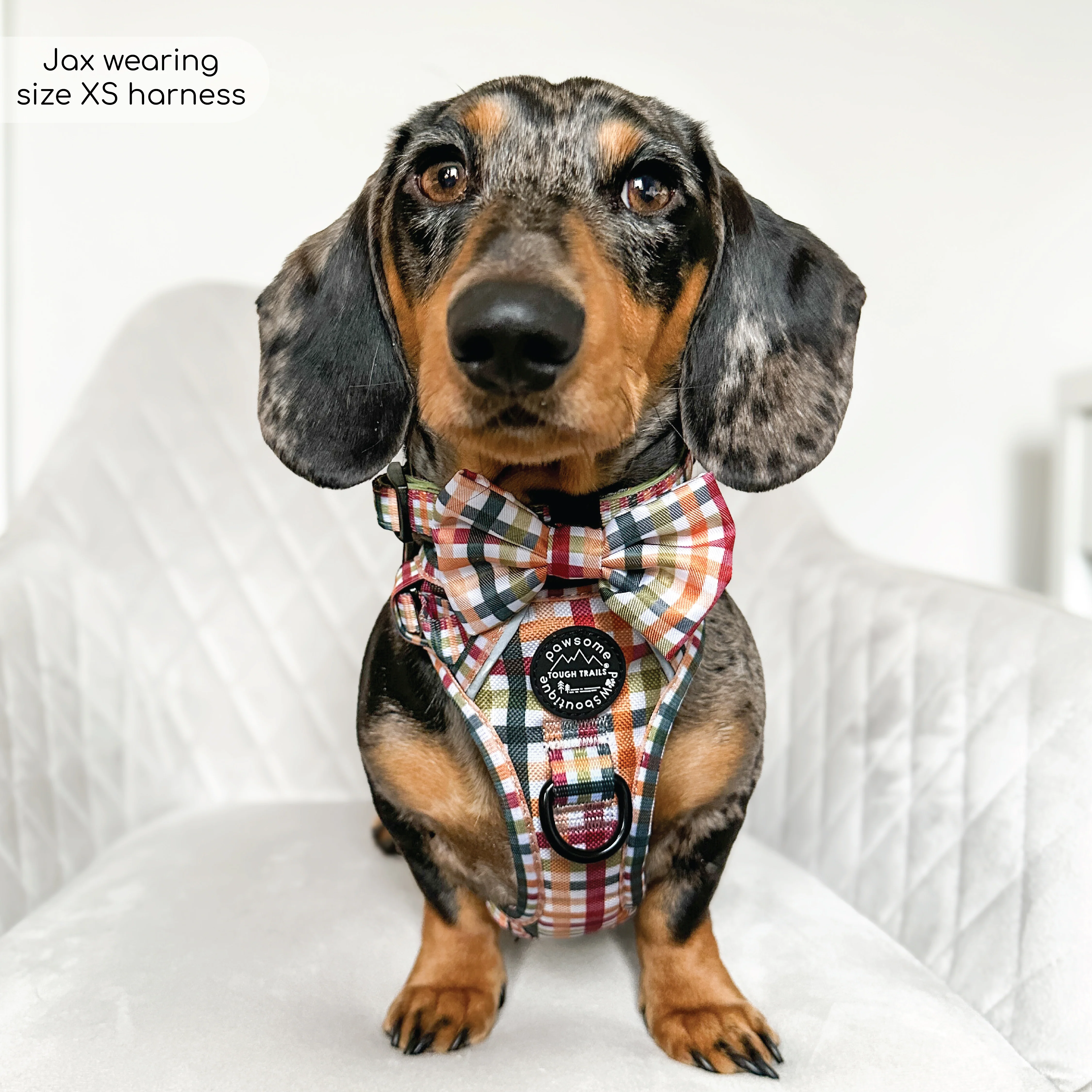 Bow Tie - Plaid Pup - Image 4