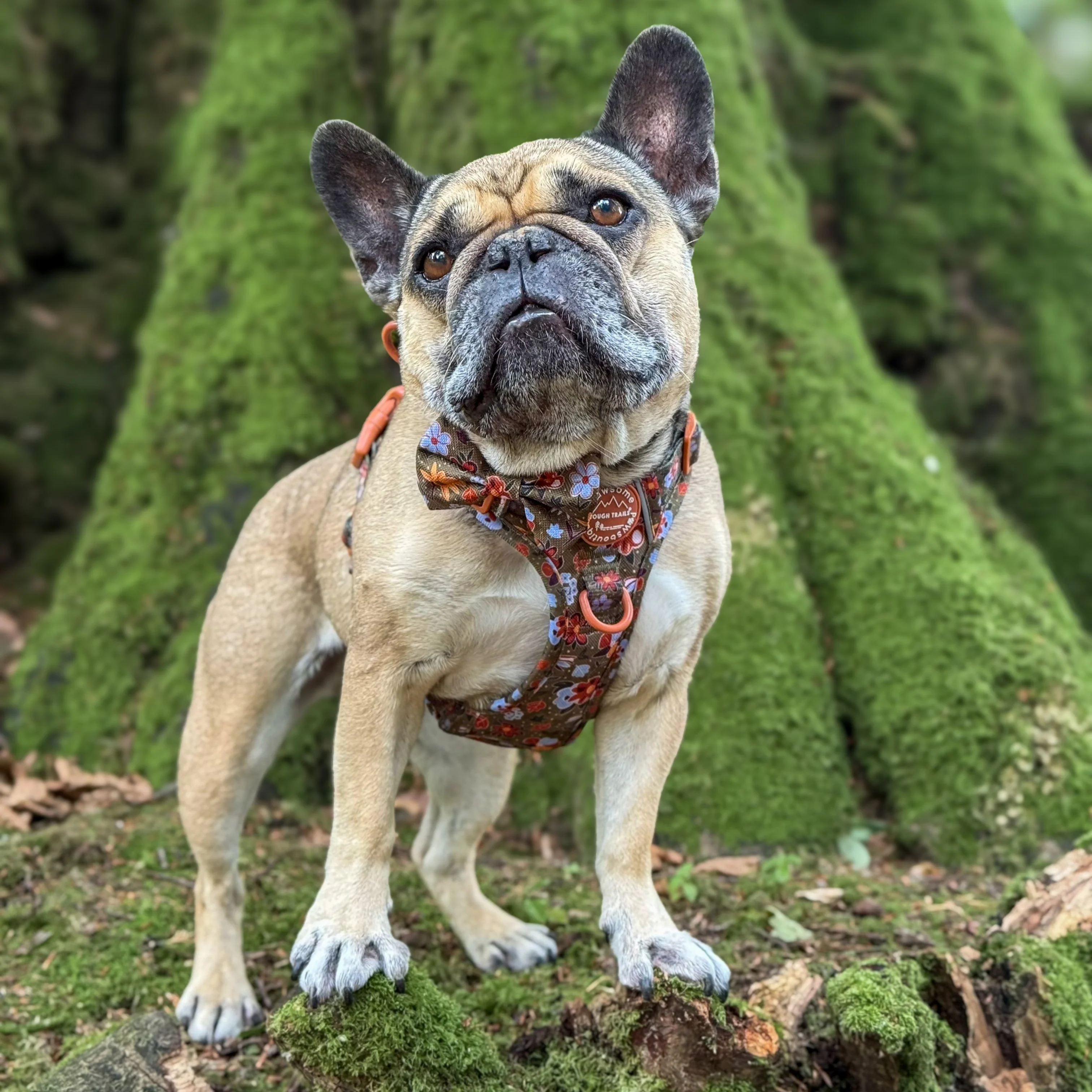 Bow Tie - Rust & Bloom - Image 9