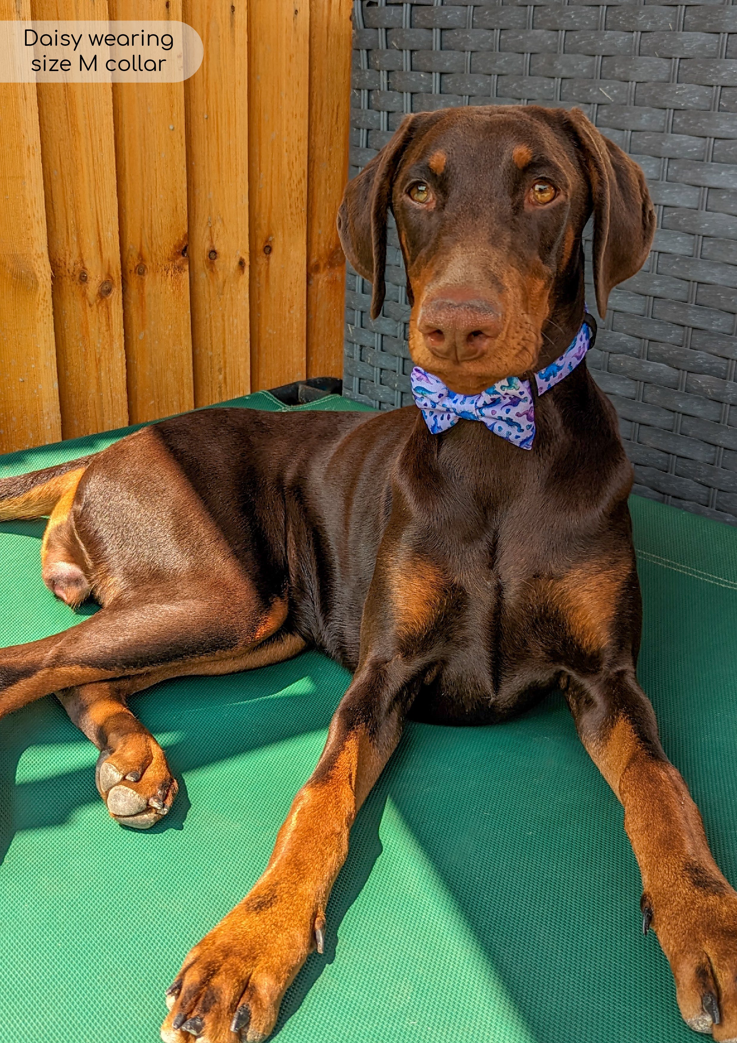 Bow Tie - Tiny Diny - Image 4