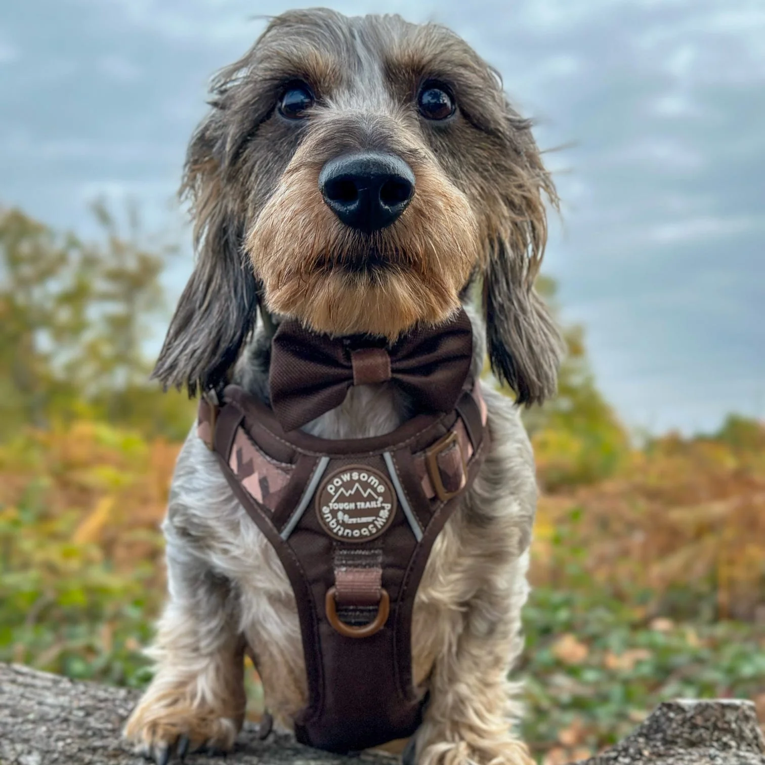 Bow Tie - Walkies Ready® - Chocolate Brown - Image 12