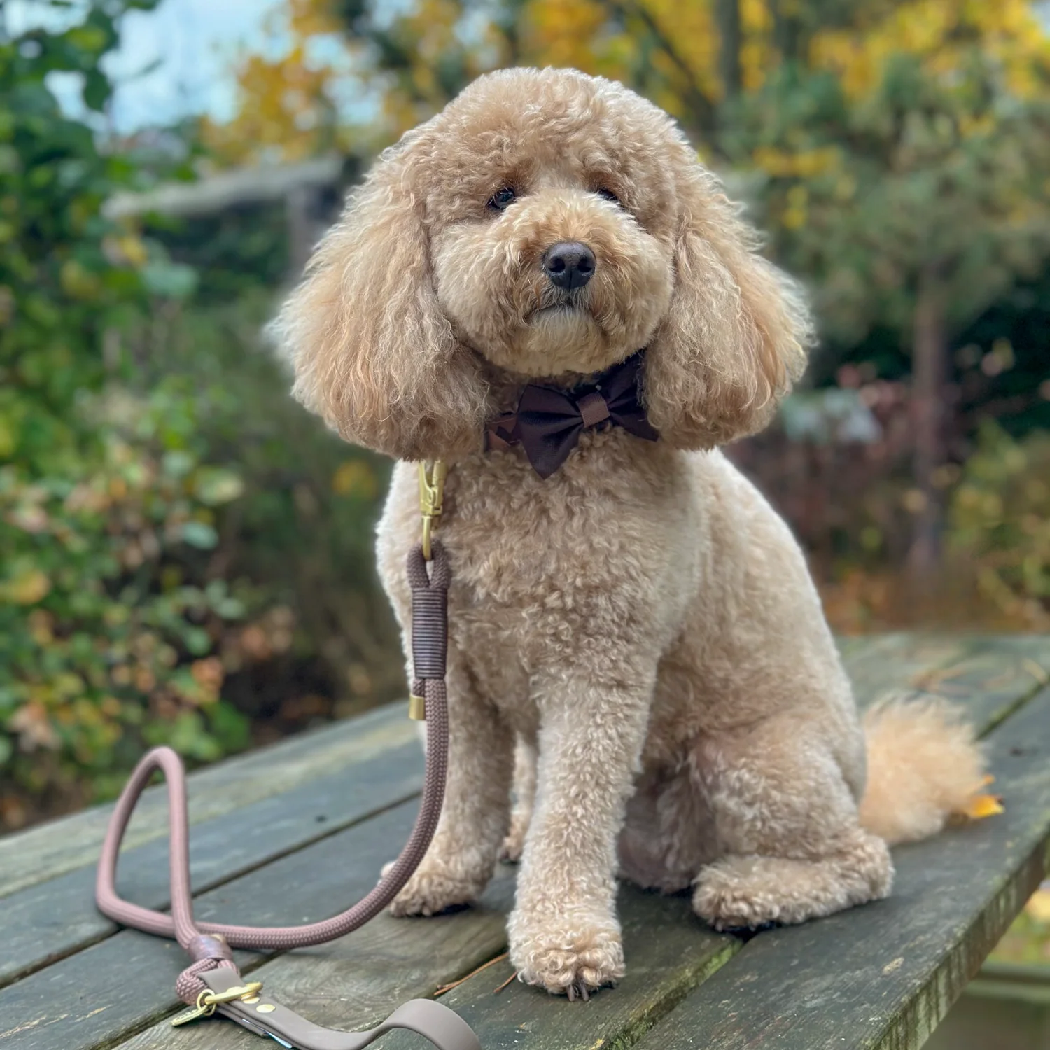 Bow Tie - Walkies Ready® - Chocolate Brown - Image 13