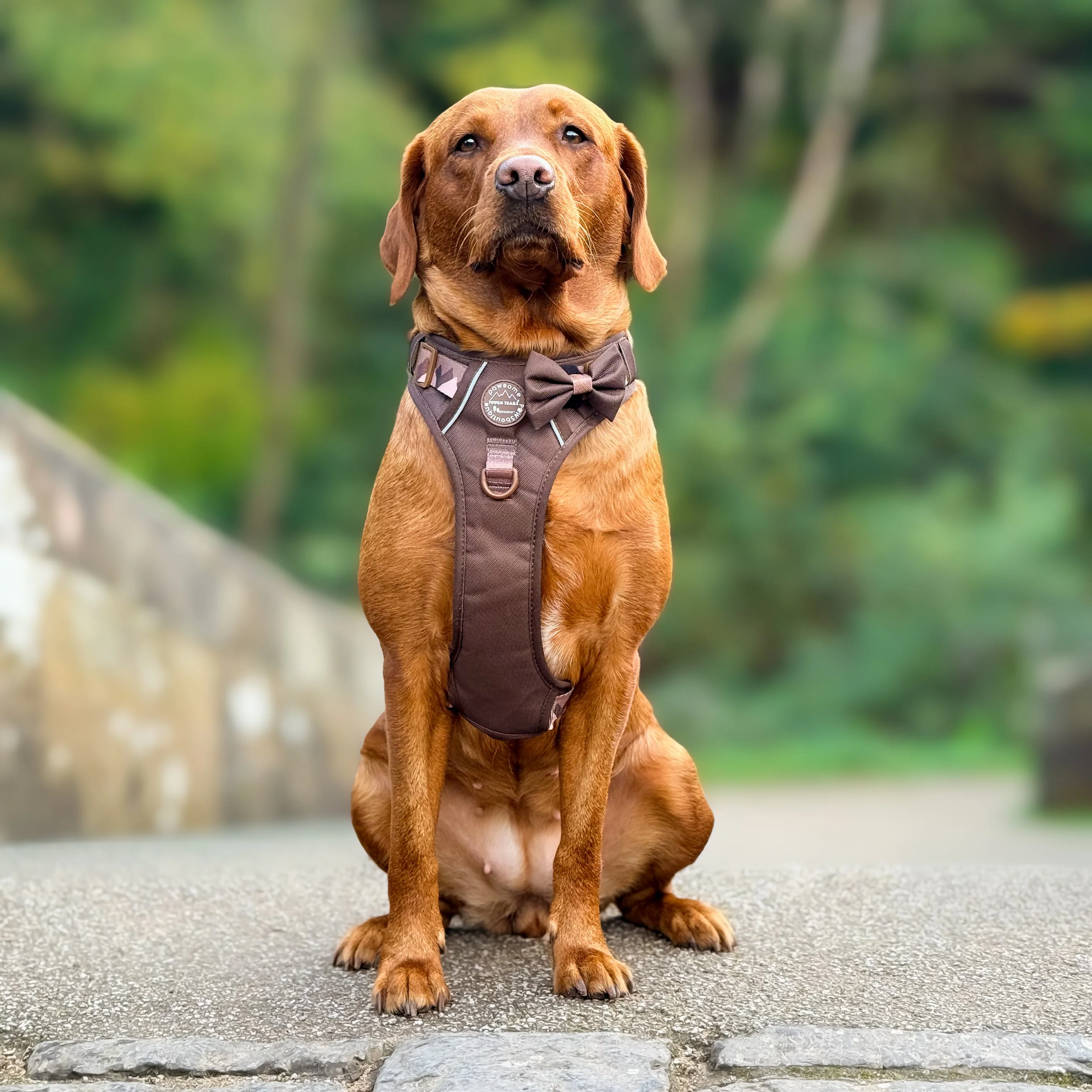 Bow Tie - Walkies Ready® - Chocolate Brown - Image 3