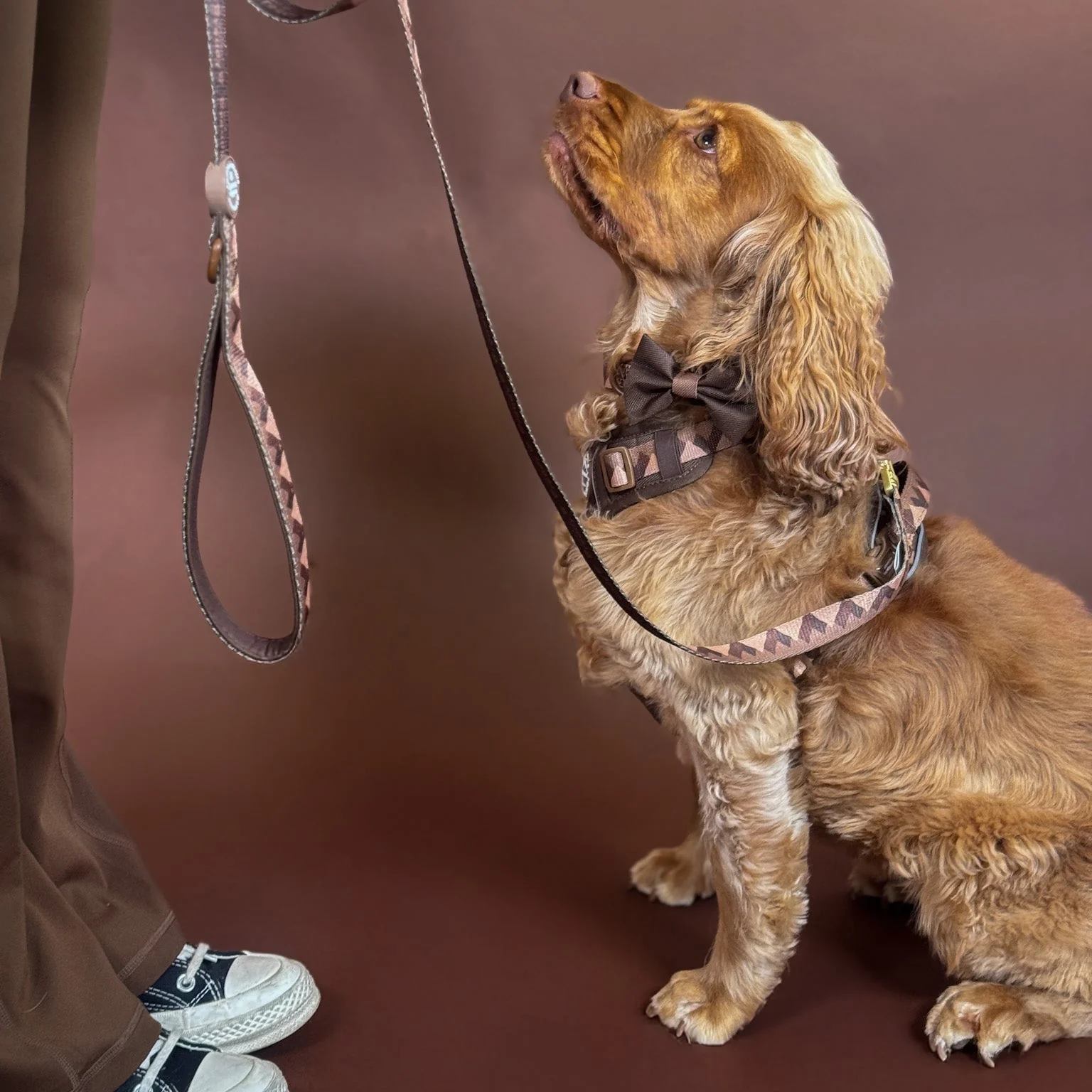Bow Tie - Walkies Ready® - Chocolate Brown - Image 6
