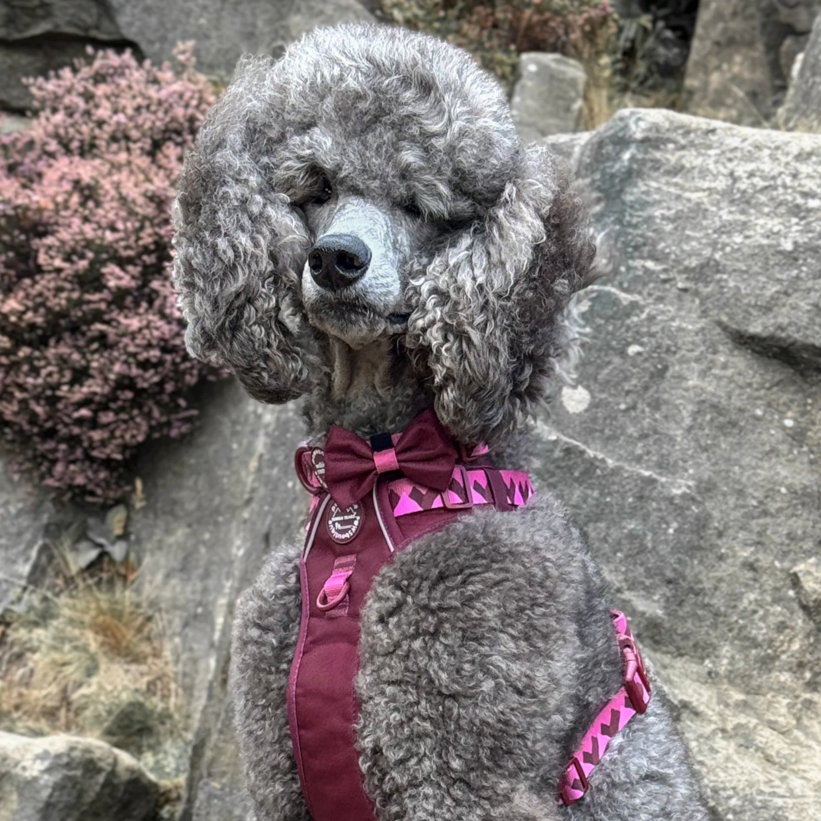 Bow Tie - Walkies Ready® - Mulberry - Image 11