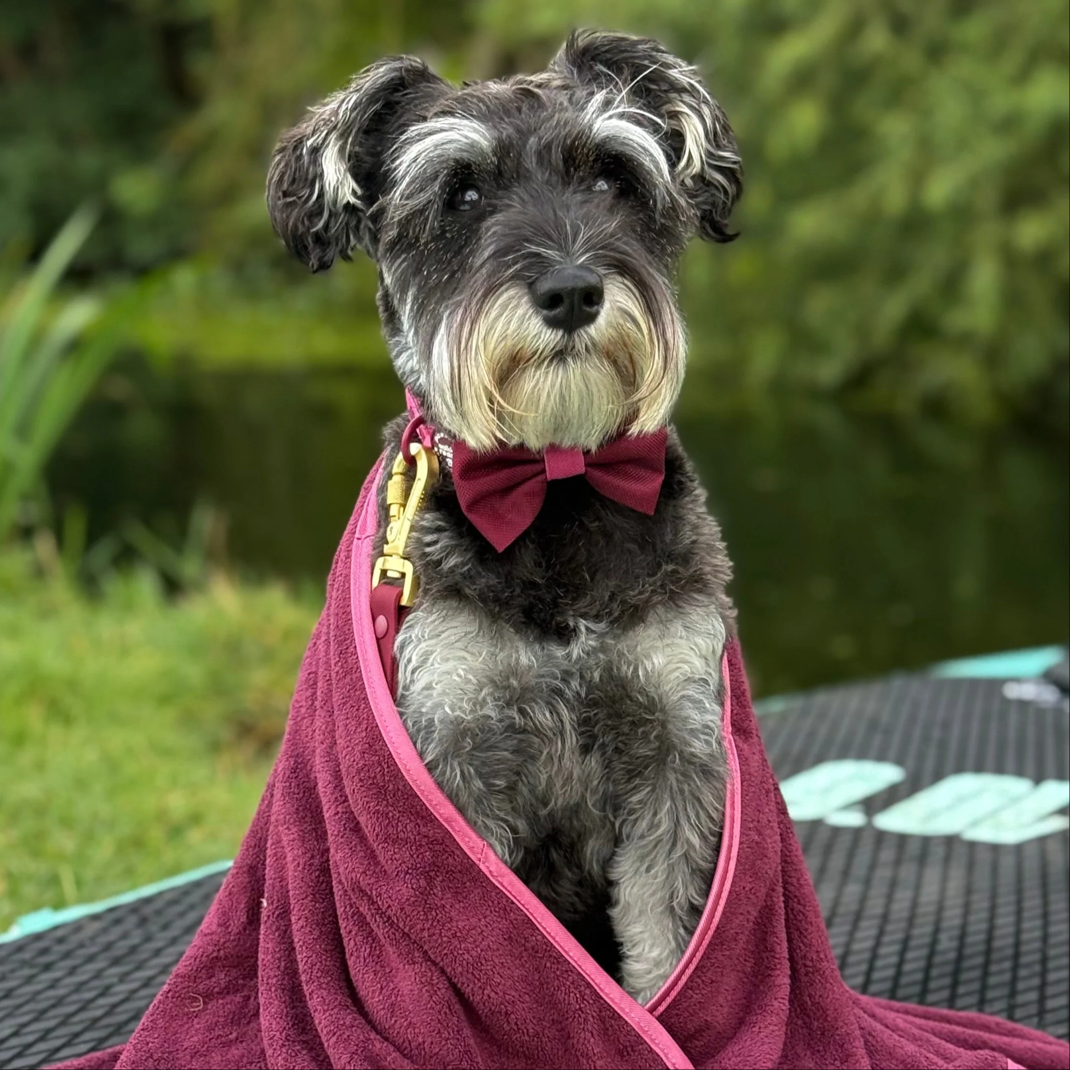 Bow Tie - Walkies Ready® - Mulberry - Image 4