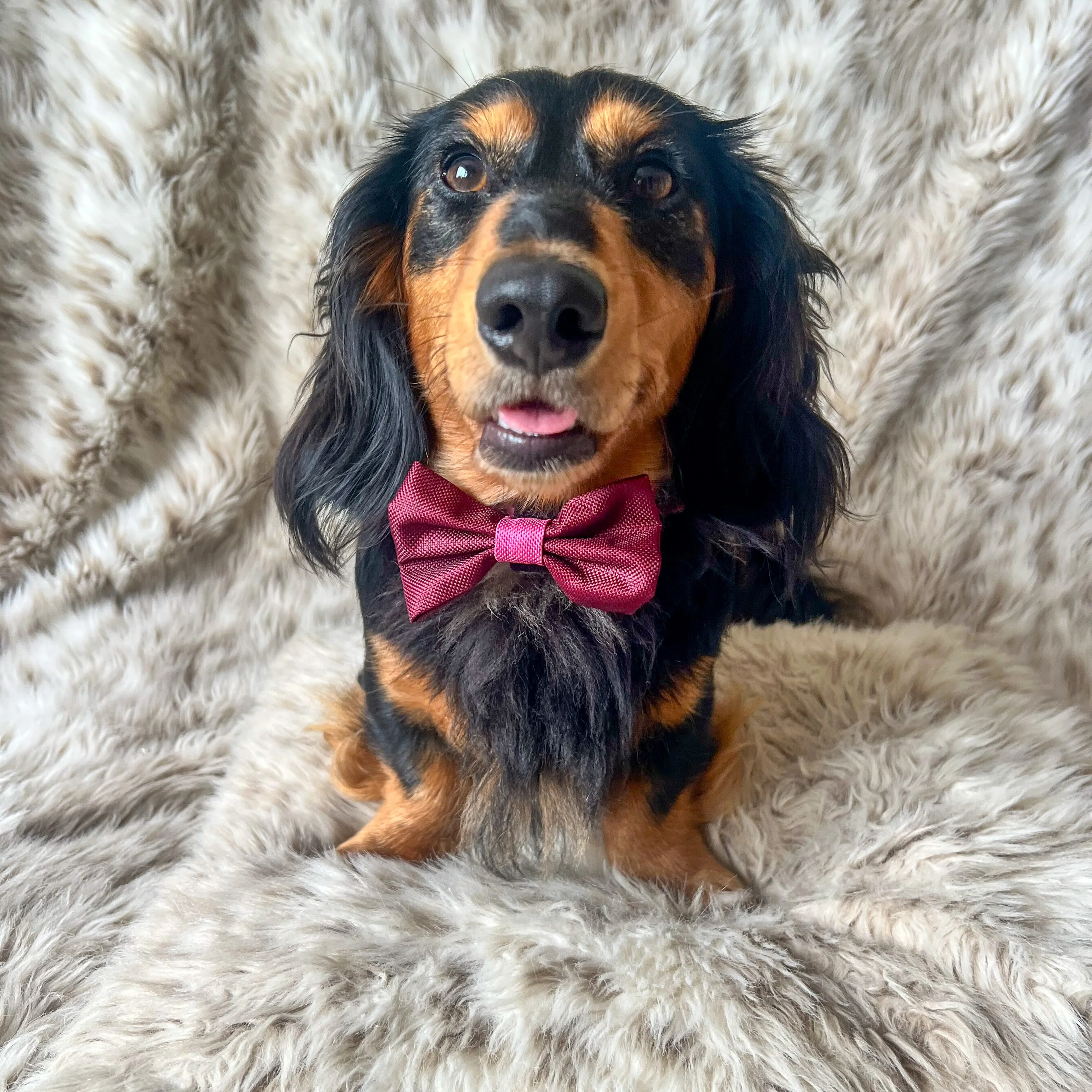 Bow Tie - Walkies Ready® - Mulberry - Image 6