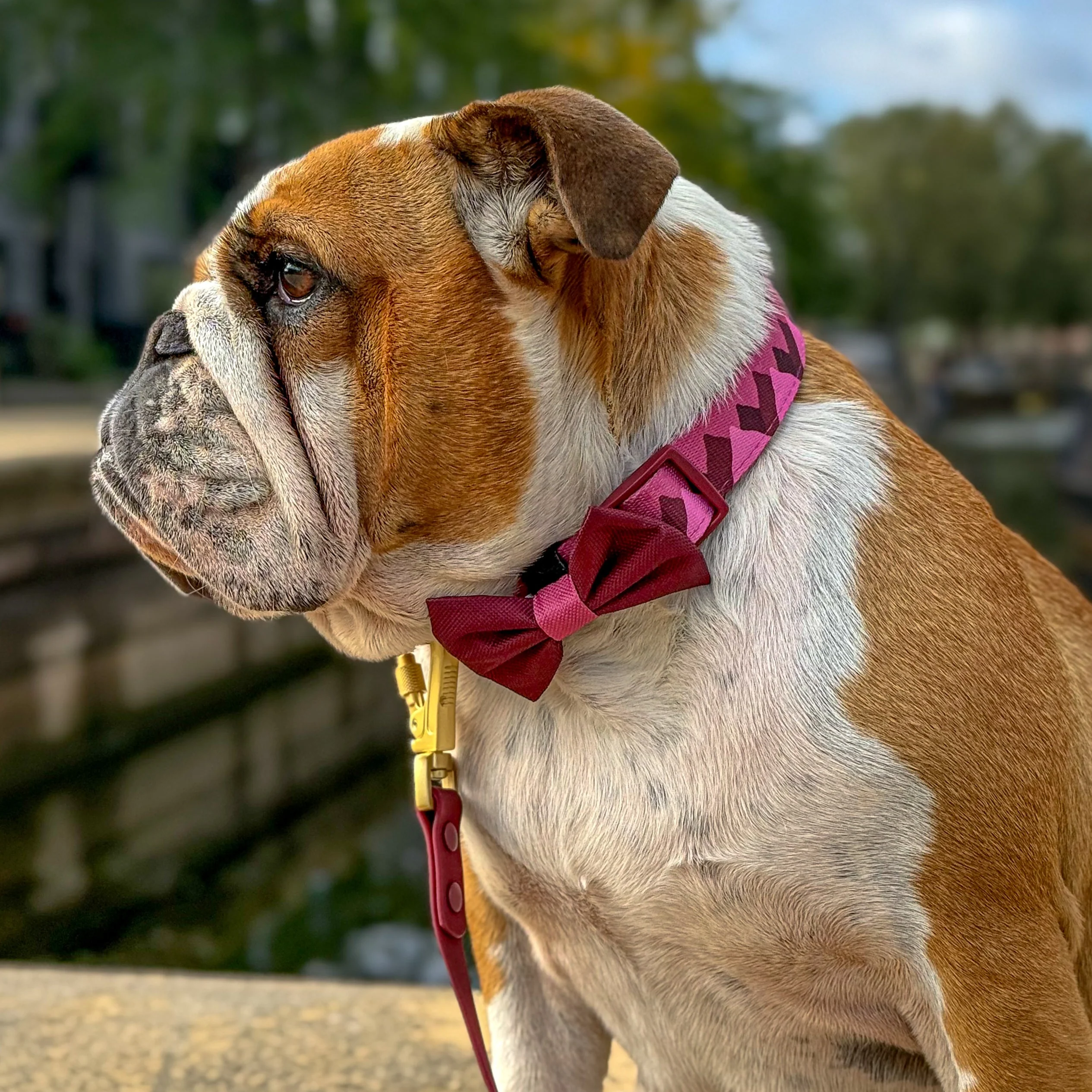 Bow Tie - Walkies Ready® - Mulberry - Image 8