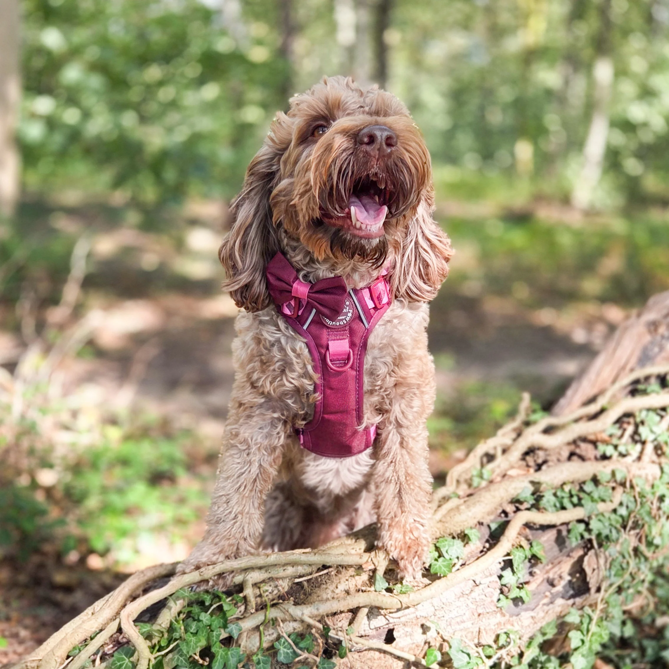 Bow Tie - Walkies Ready® - Mulberry - Image 9