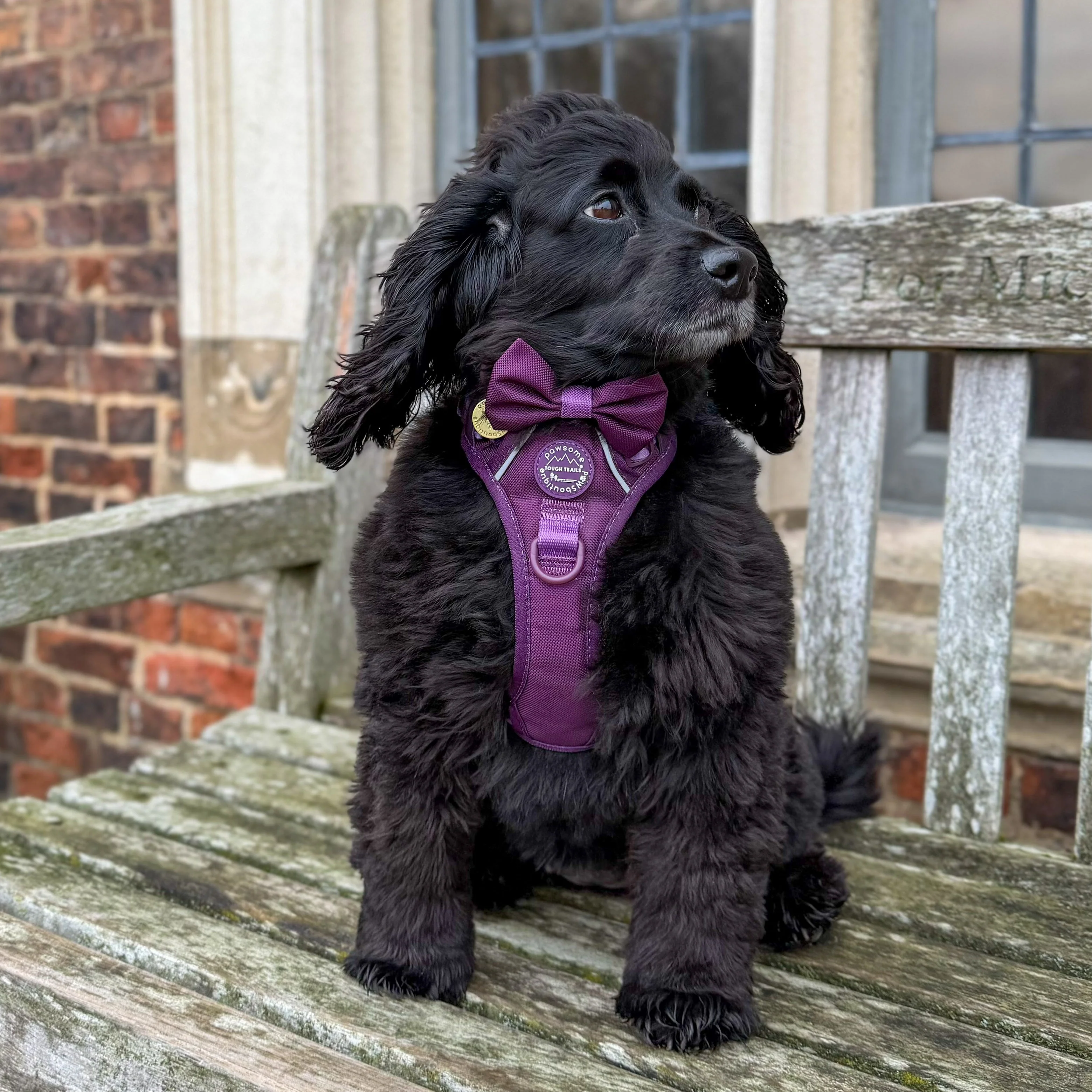 Bow Tie - Walkies Ready® - Plum - Image 11