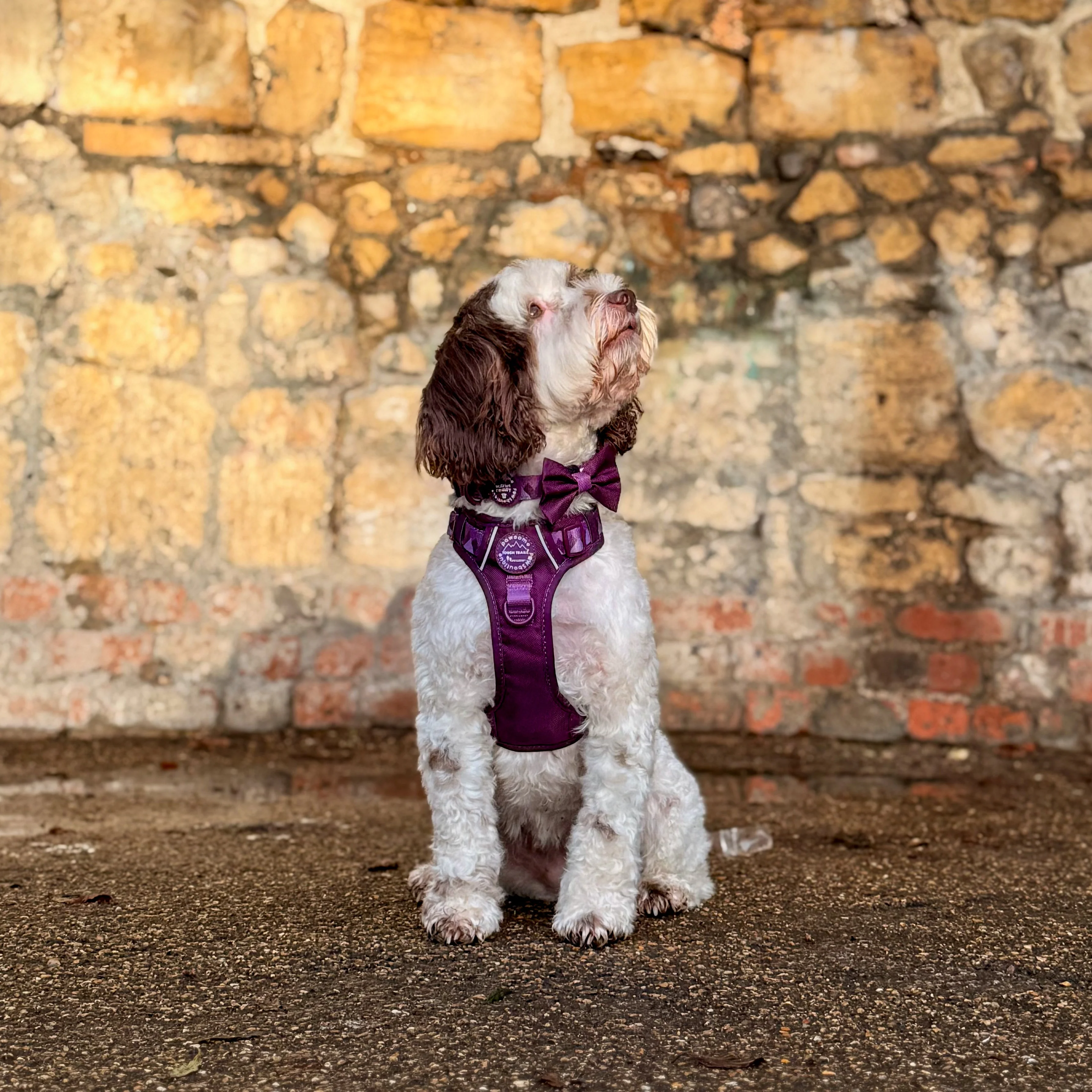 Bow Tie - Walkies Ready® - Plum - Image 12