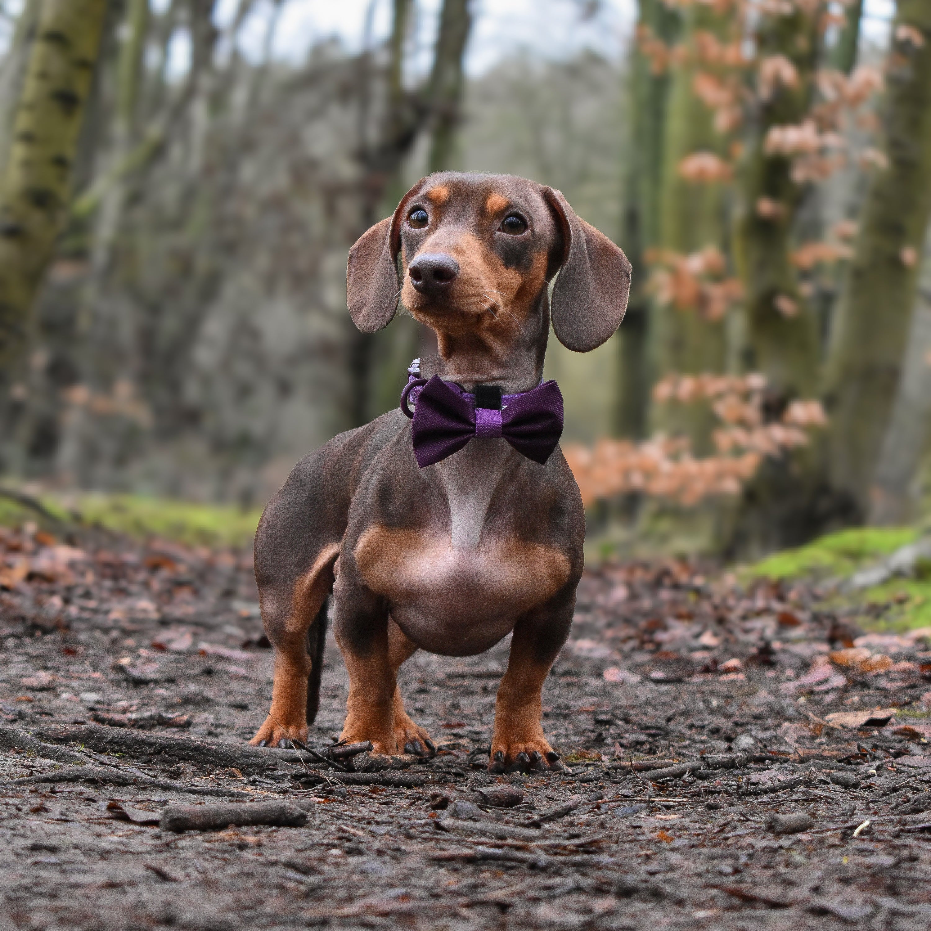 Bow Tie - Walkies Ready® - Plum - Image 9