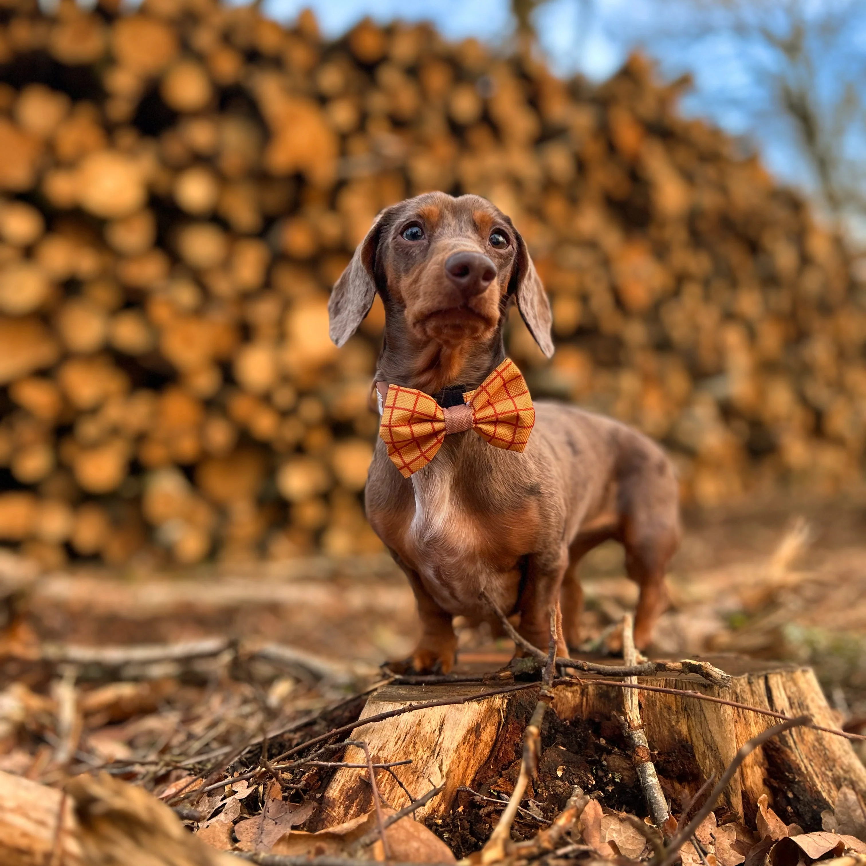 Disney© Bow Tie - Woody - Image 6