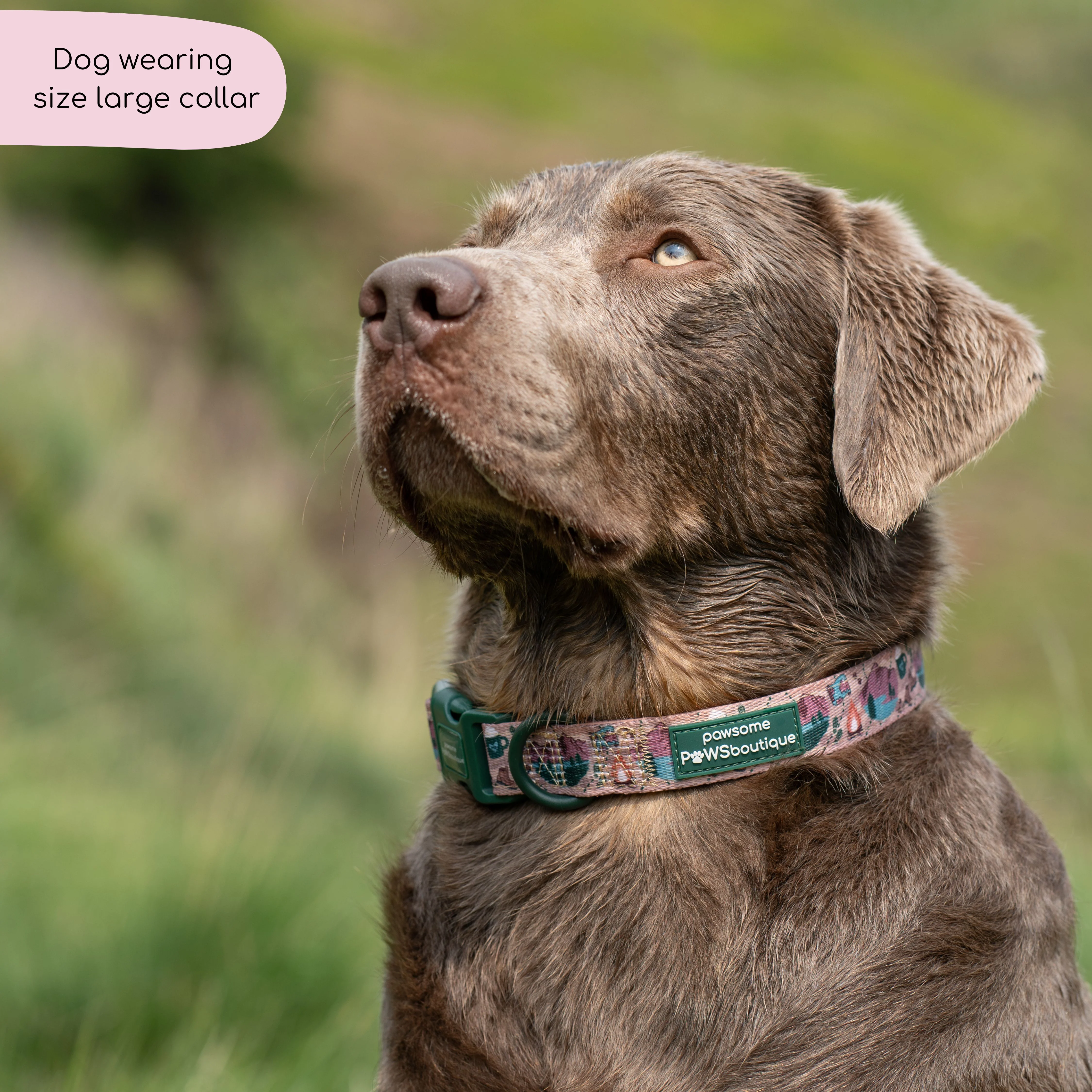 Collar - Adventure Awaits - Image 12