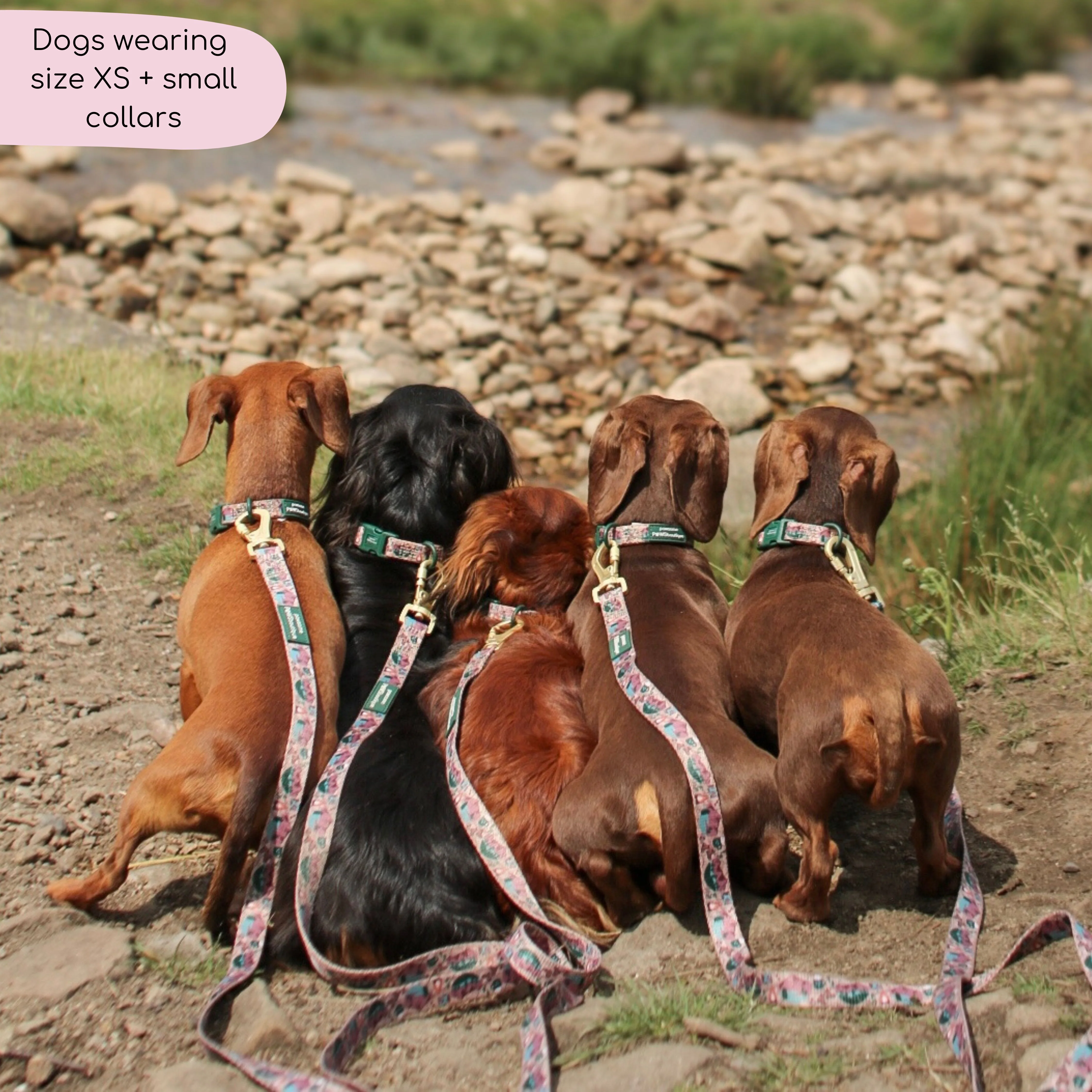 Collar - Adventure Awaits - Image 14
