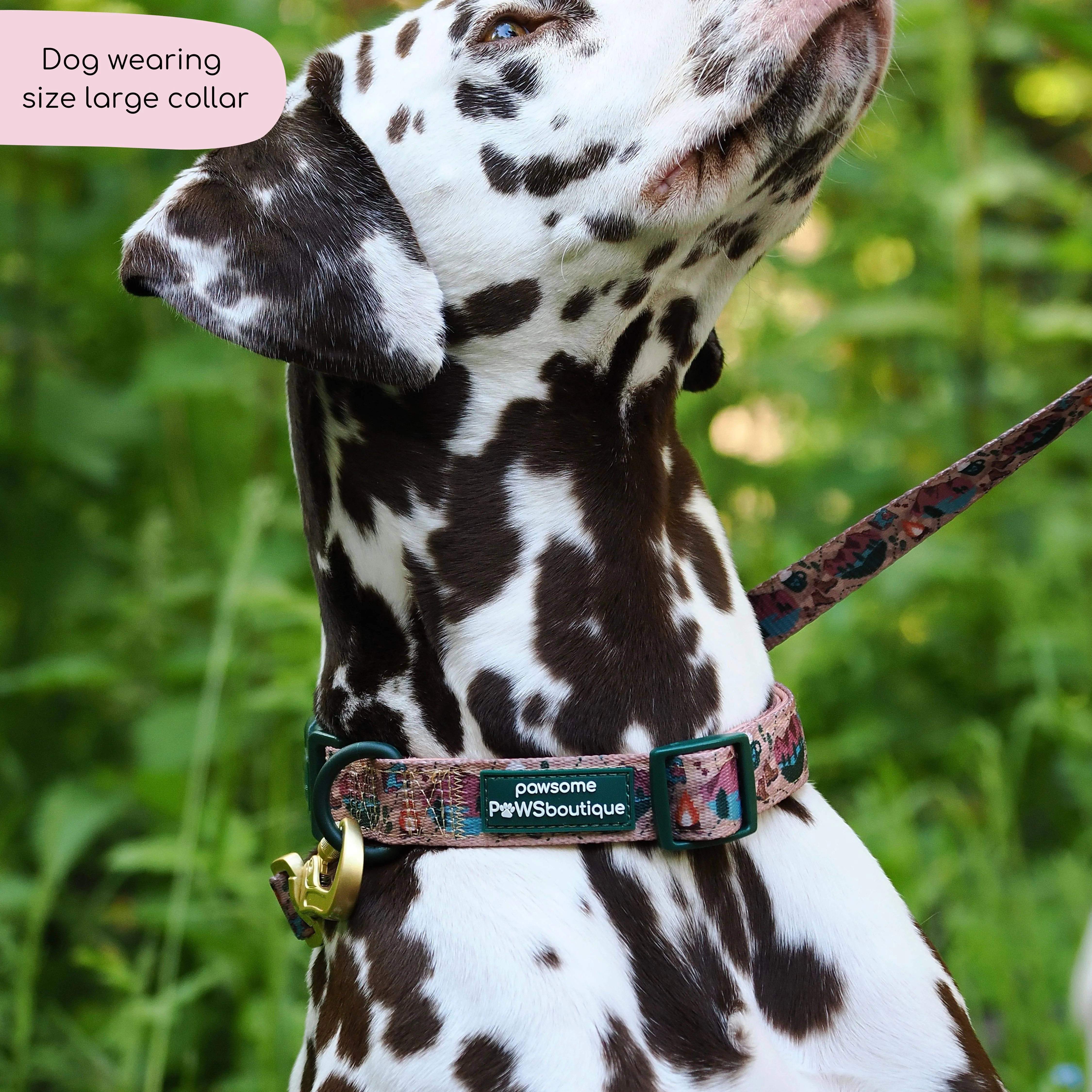Collar - Adventure Awaits - Image 15