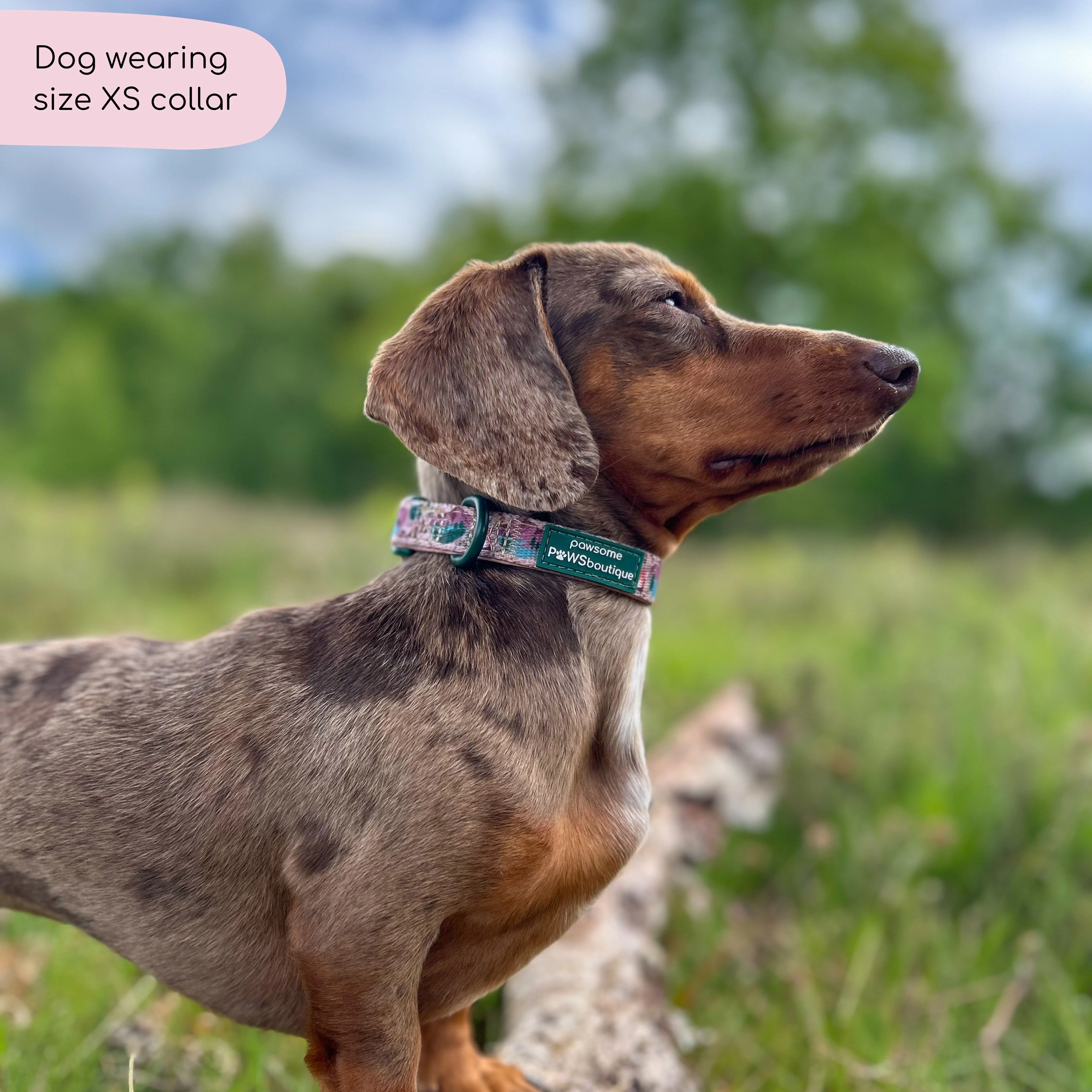Collar - Adventure Awaits - Image 4