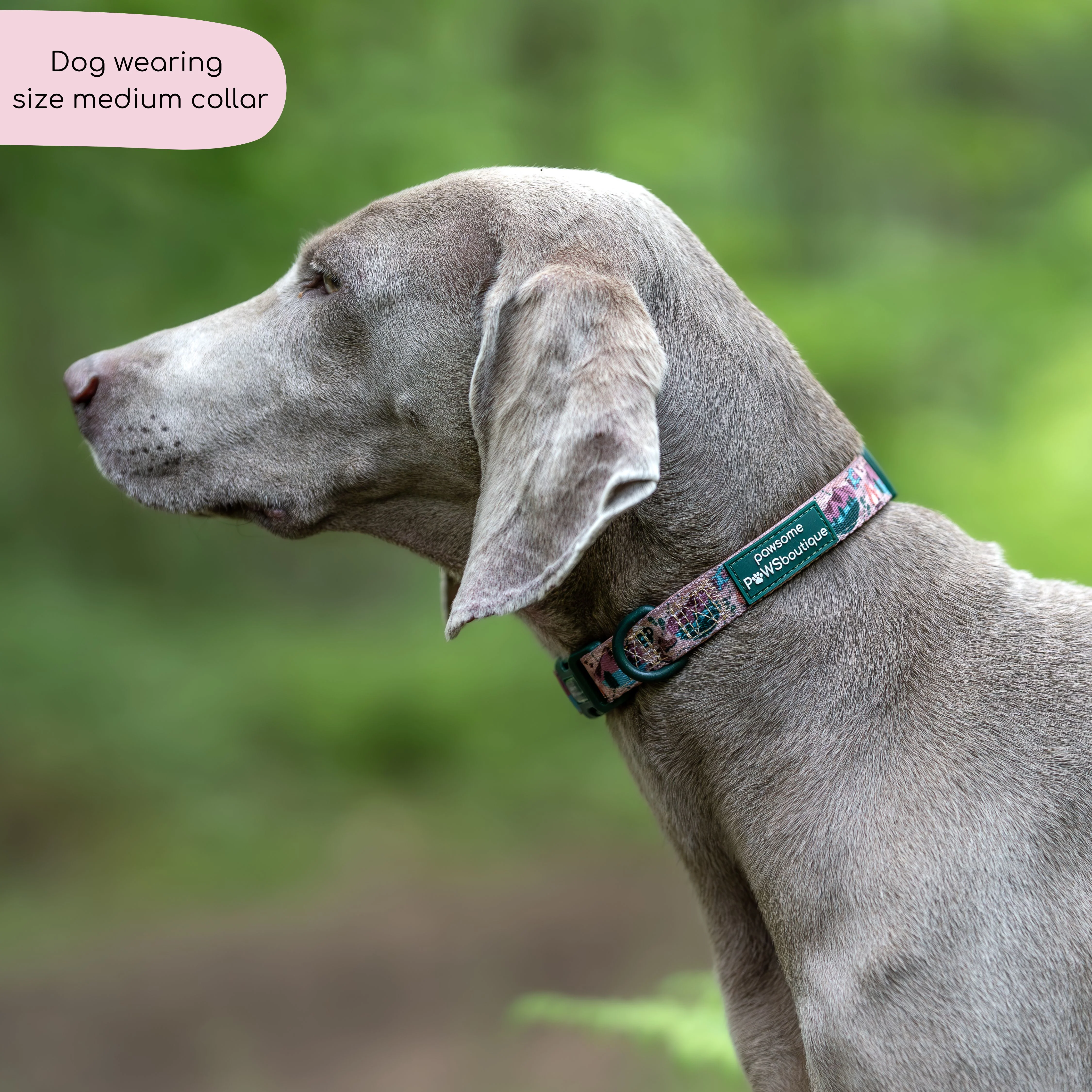 Collar - Adventure Awaits - Image 5