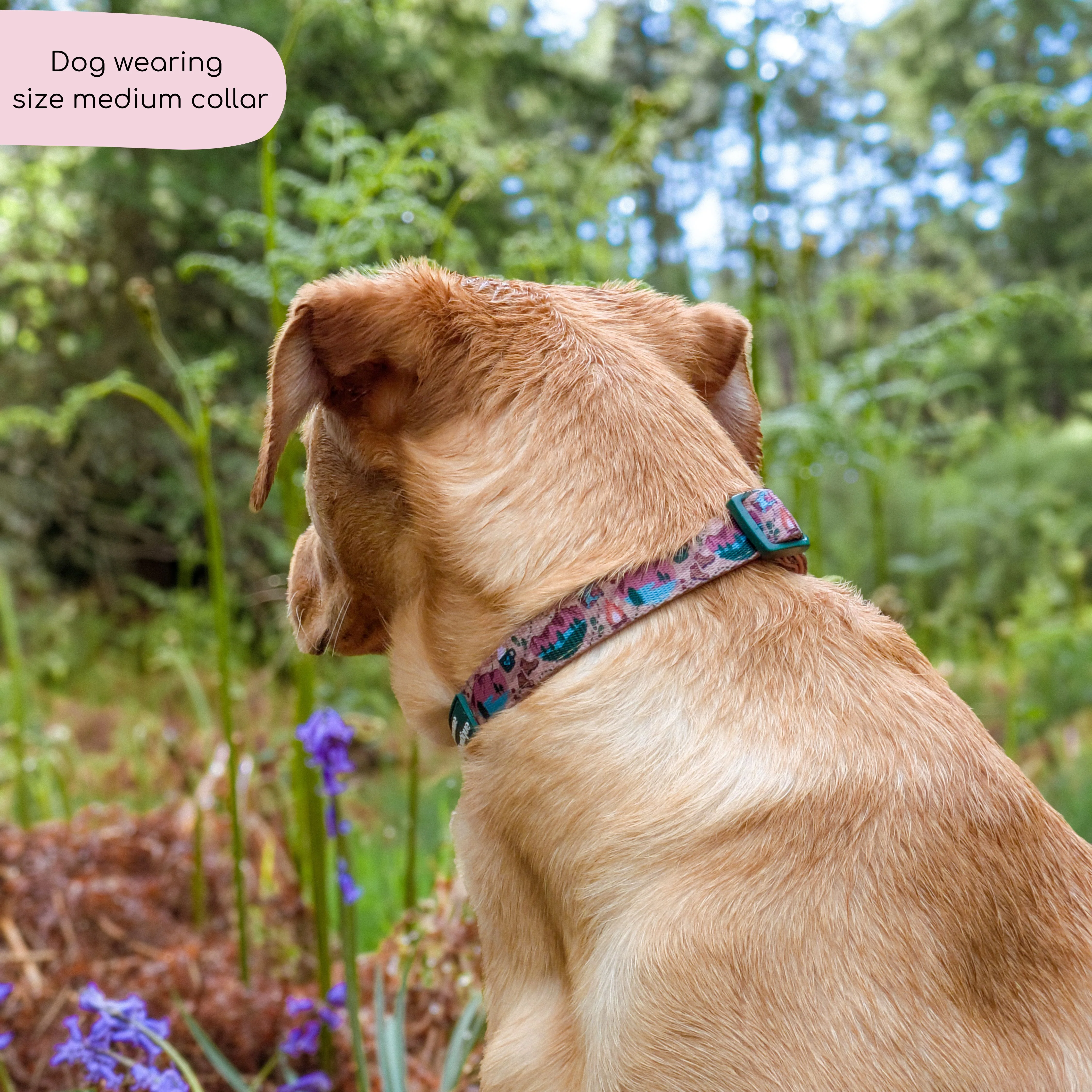 Collar - Adventure Awaits - Image 9