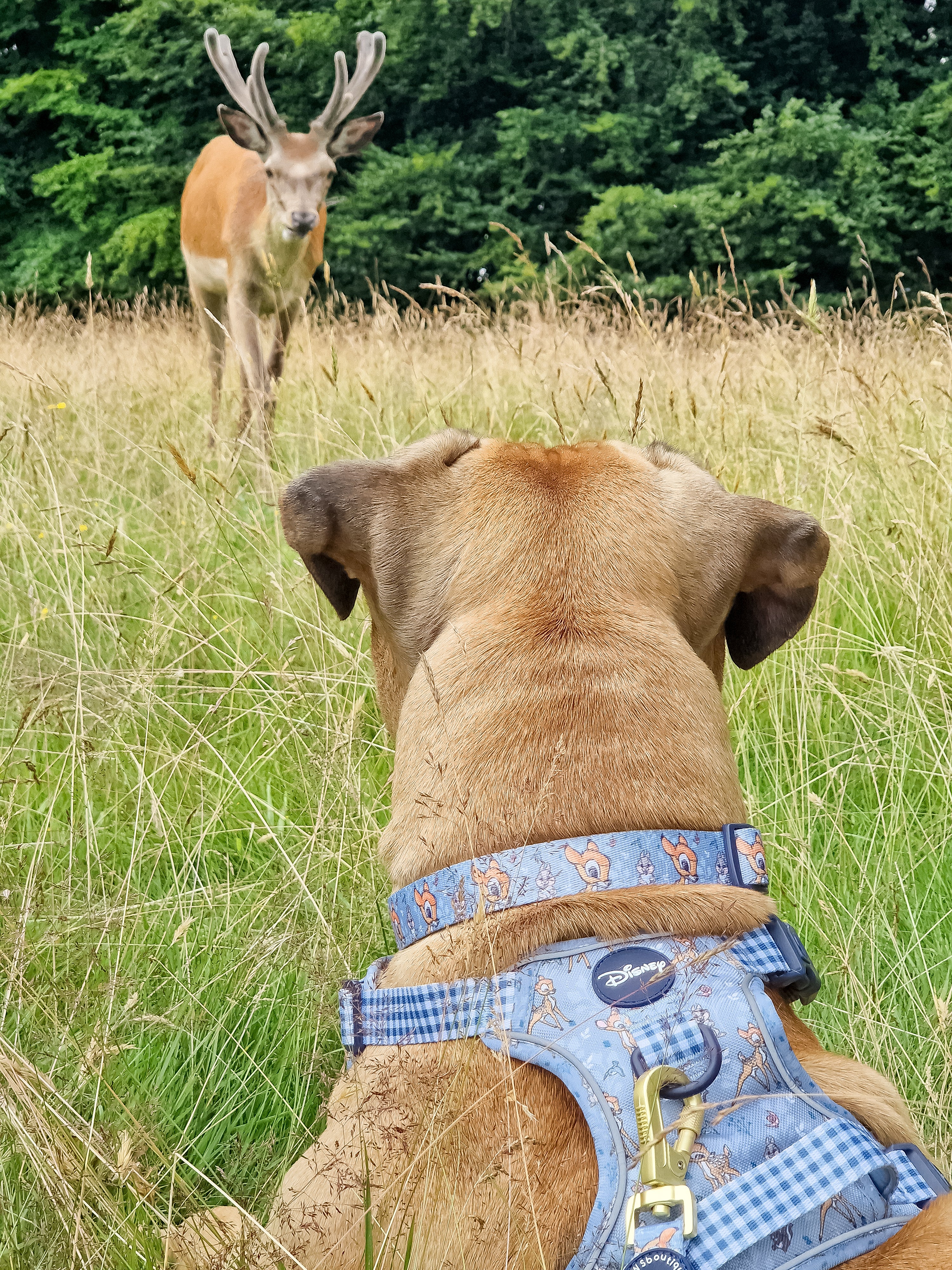 Disney© Collar - Bambi + Friends Blue - Image 13