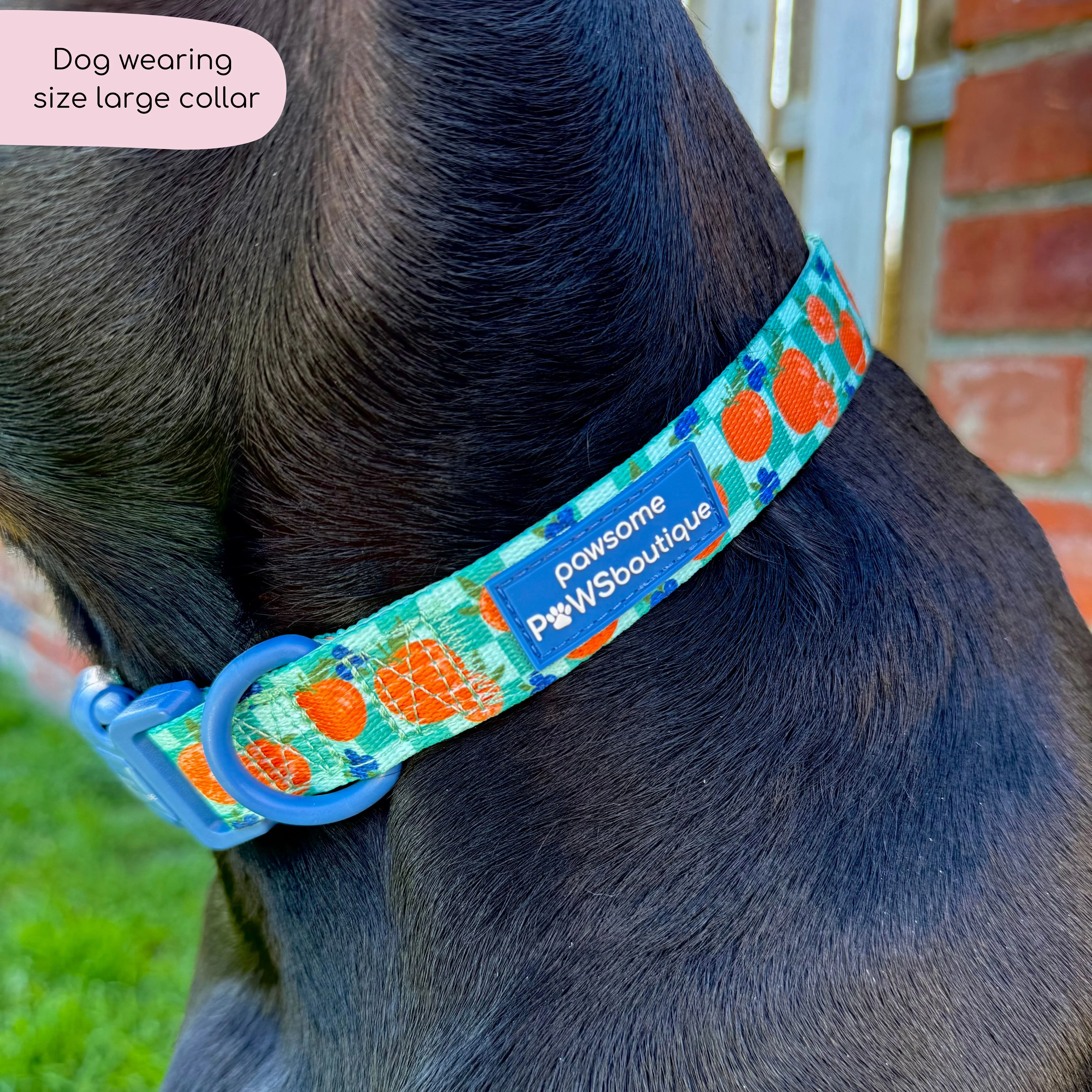 Collar - Fruit Punch - Image 11