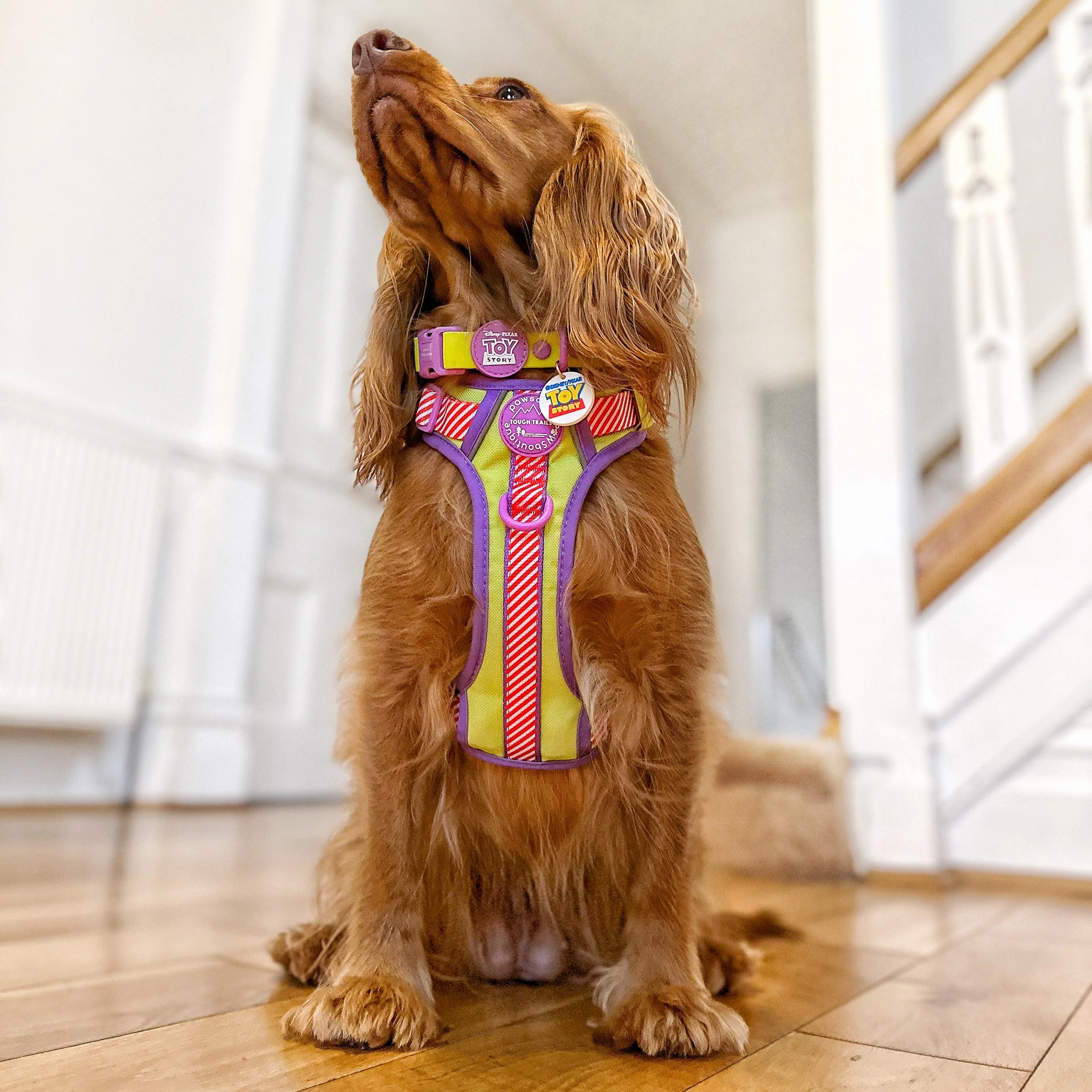 Disney© Collar/Lead Charm - Toy Story - Image 7
